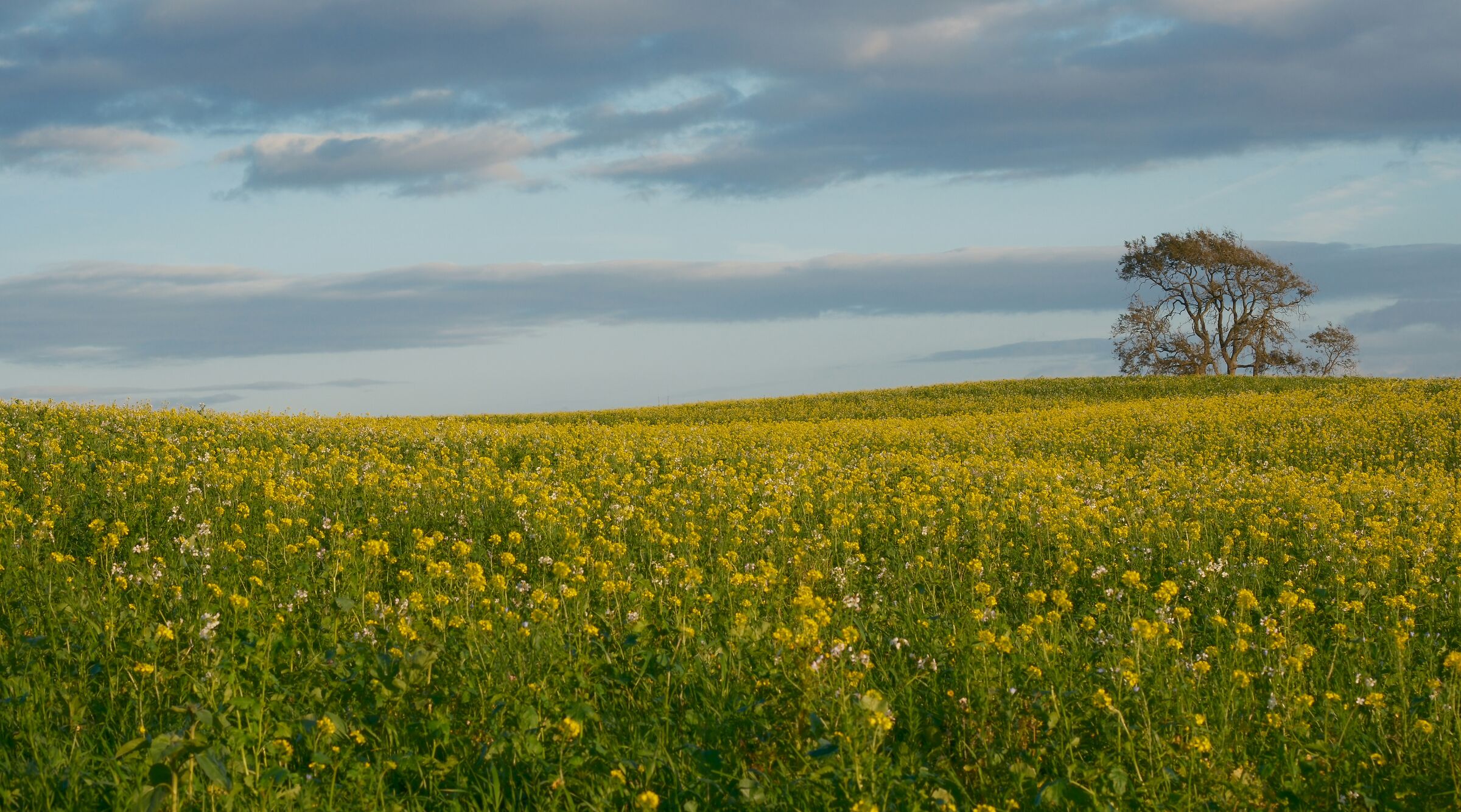 Campagna Inglese