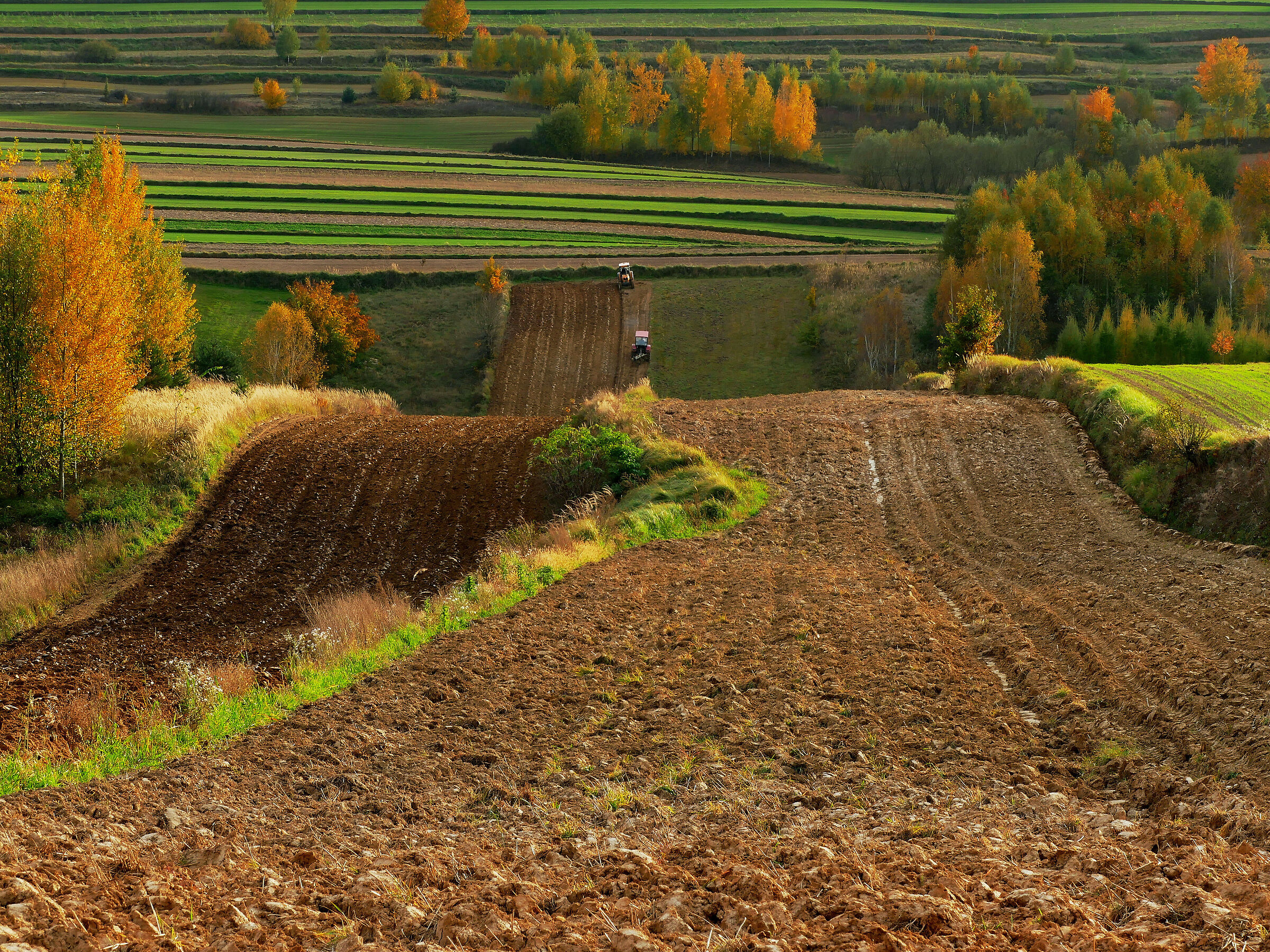 Fields