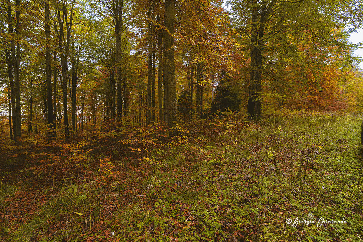 Autunno, il bosco si colora di rosso.