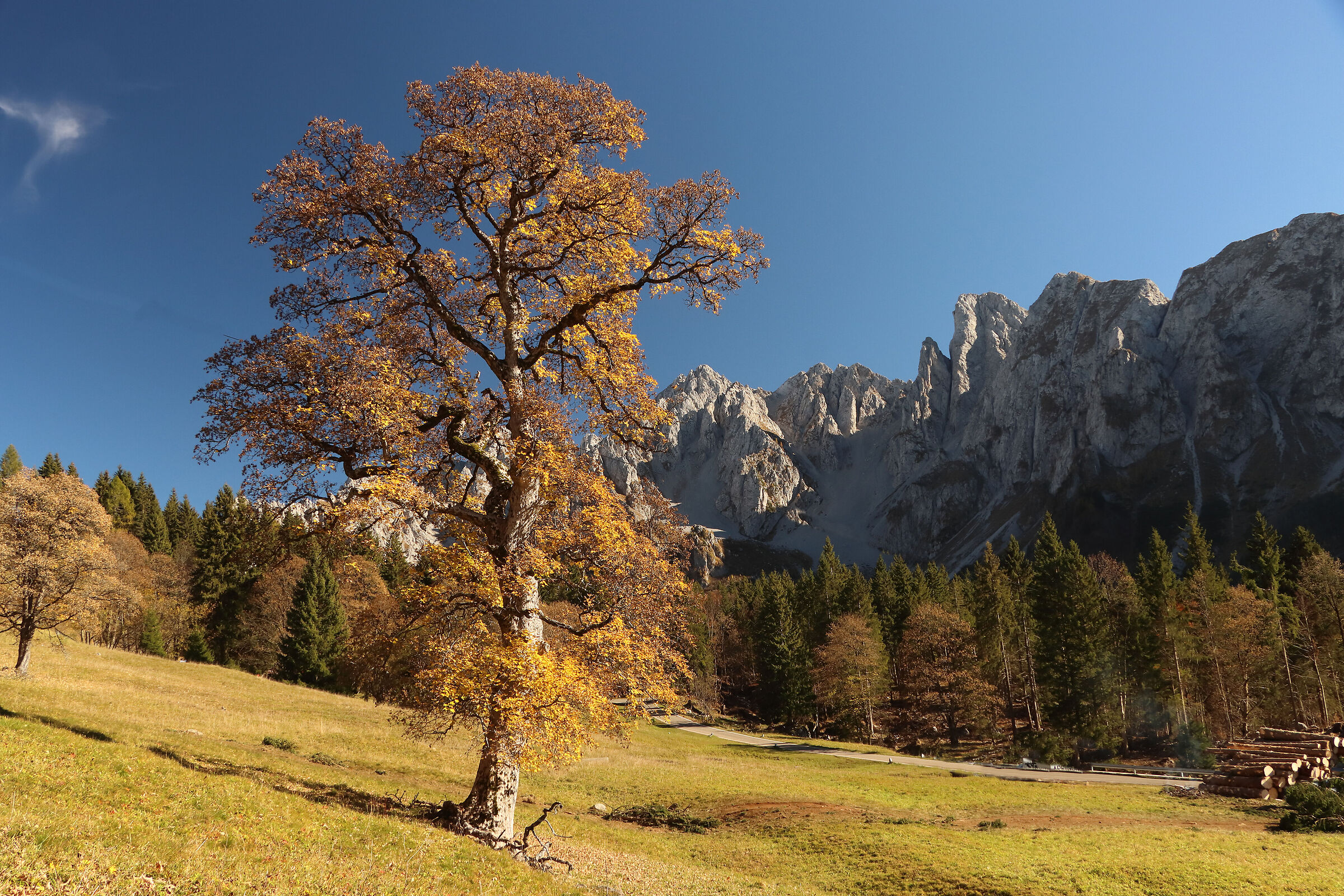 ancient maple at Campelli
