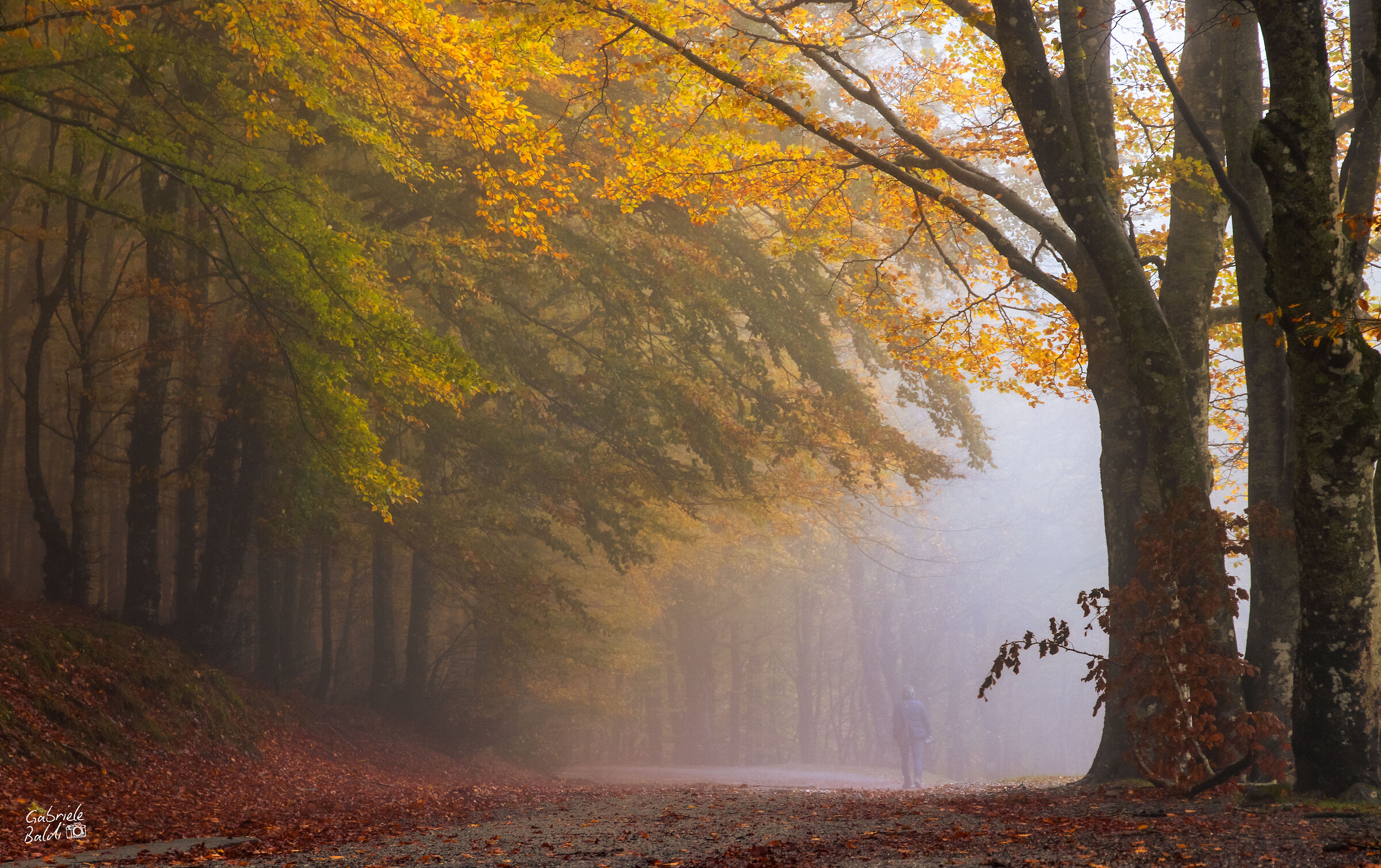 Nebbia e Foliage
