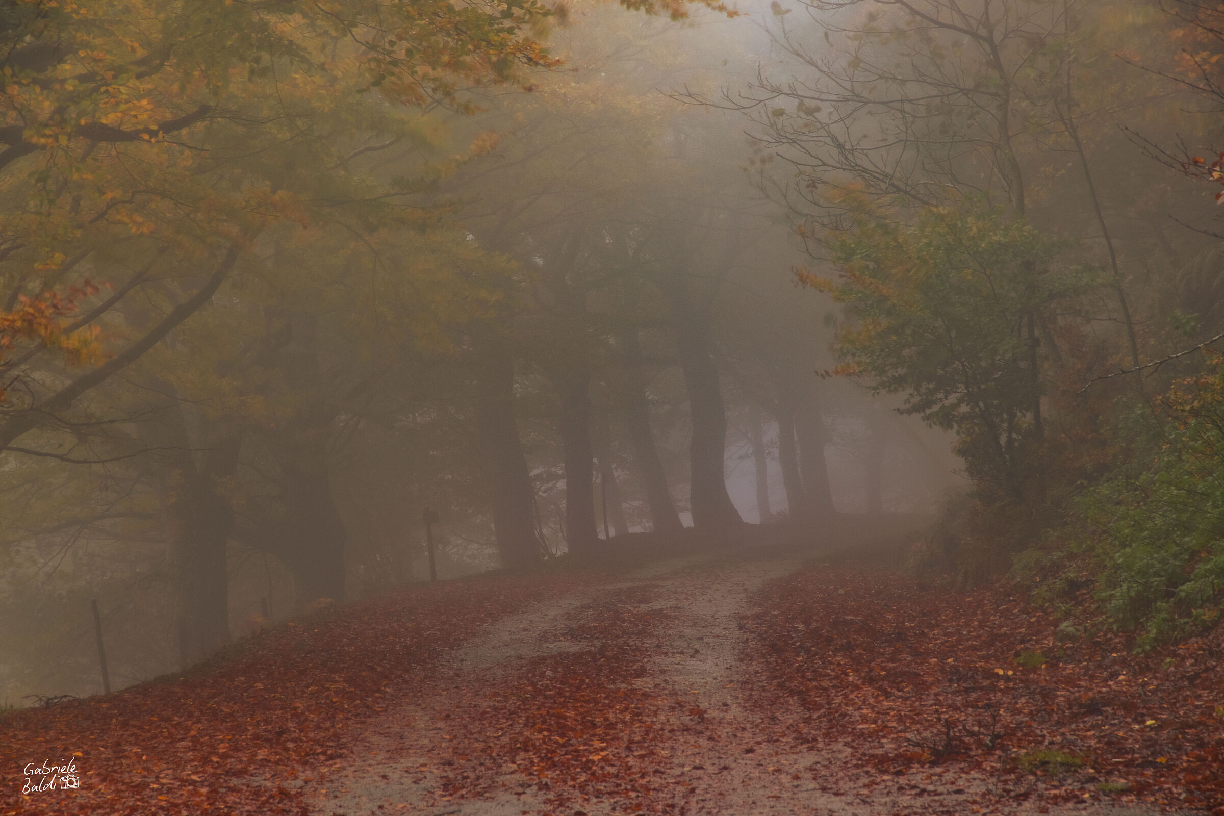 Nebbia e Foliage