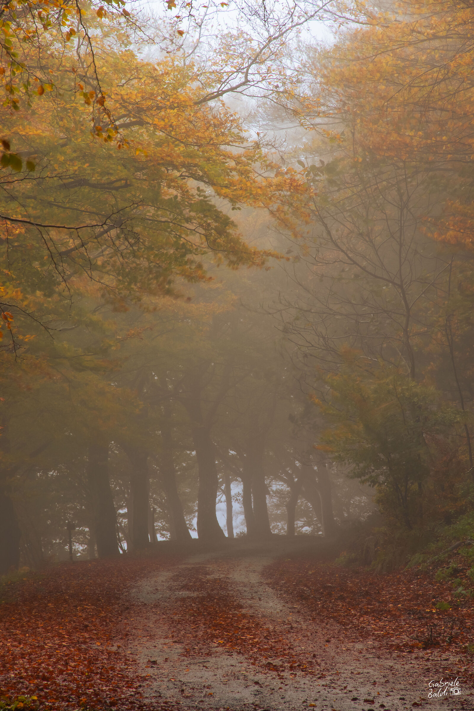 Nebbia e Foliage