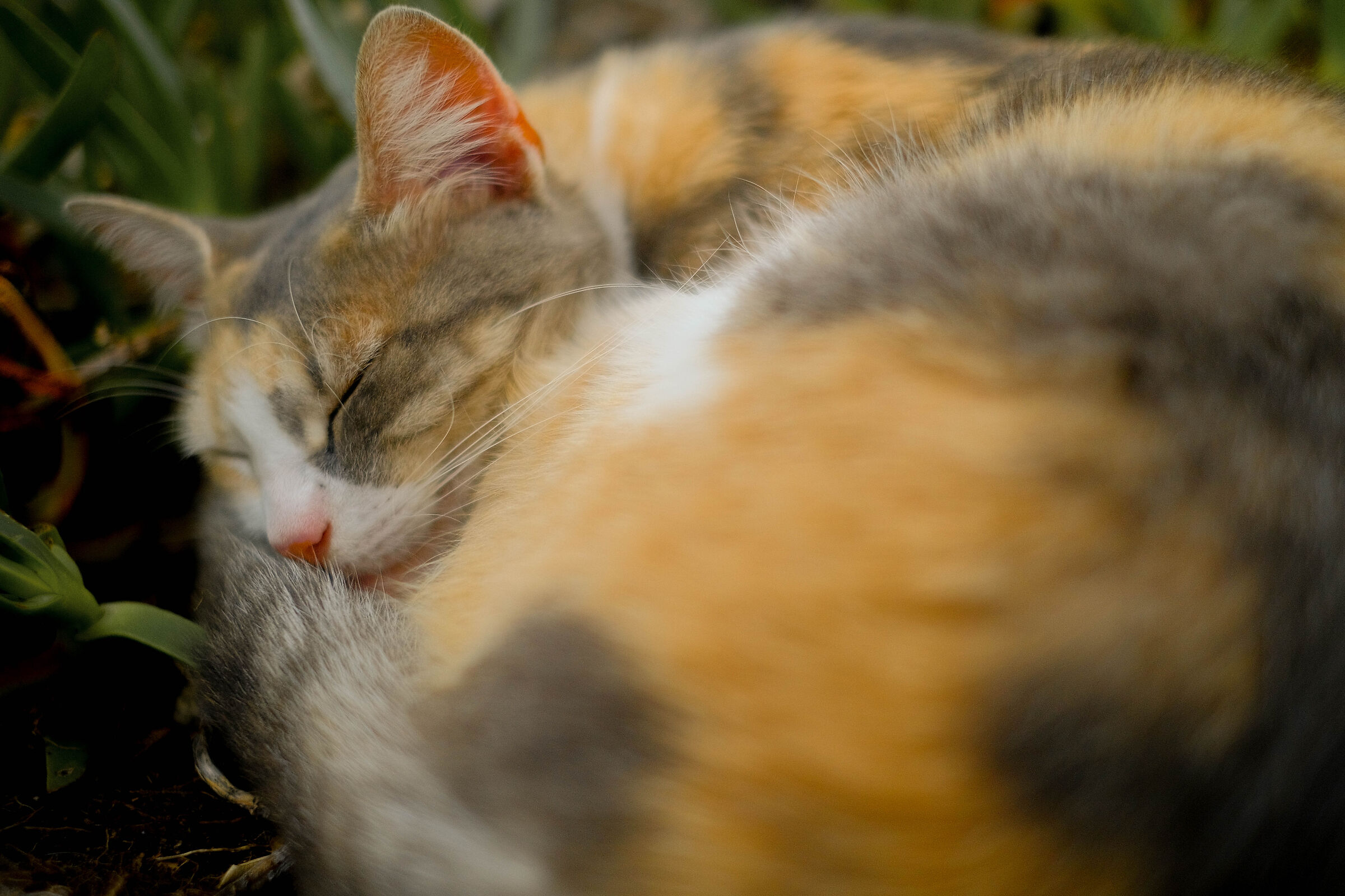 Madeira è l'isola dei gatti