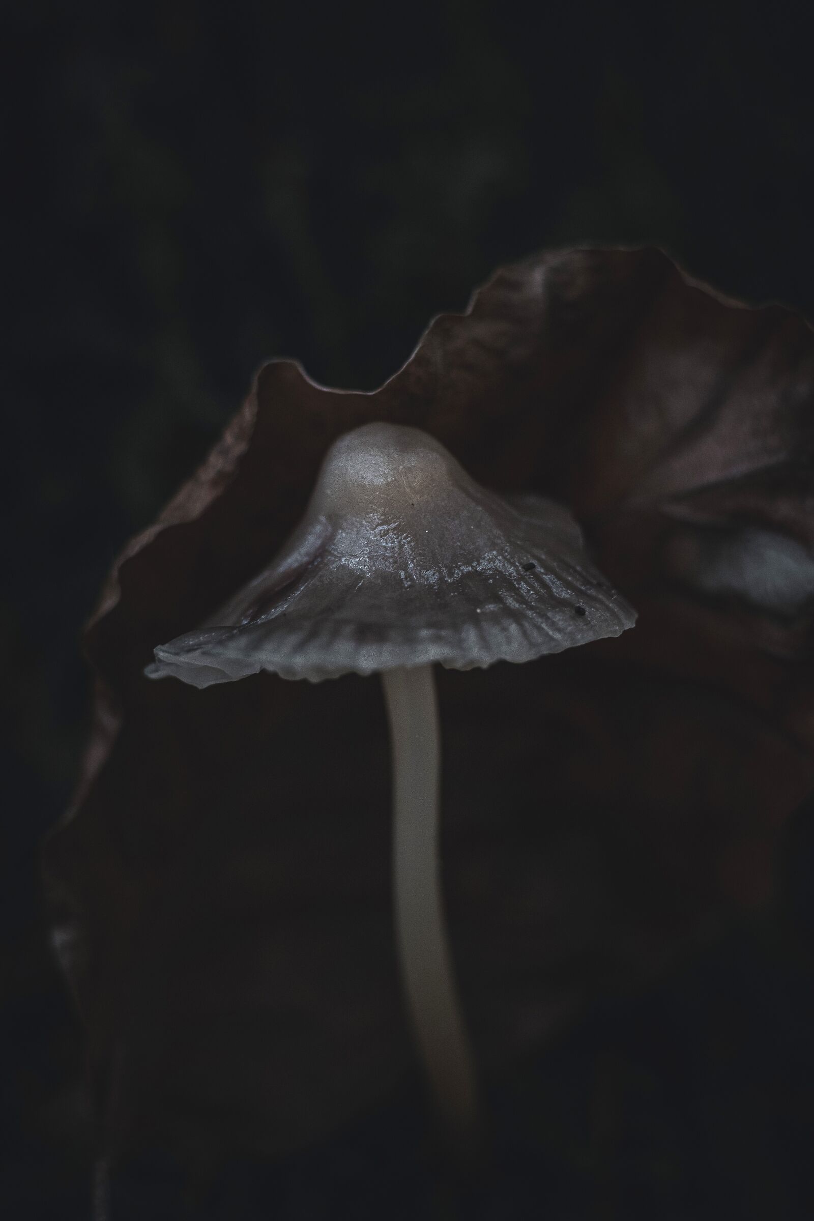 Mushroom with scarf