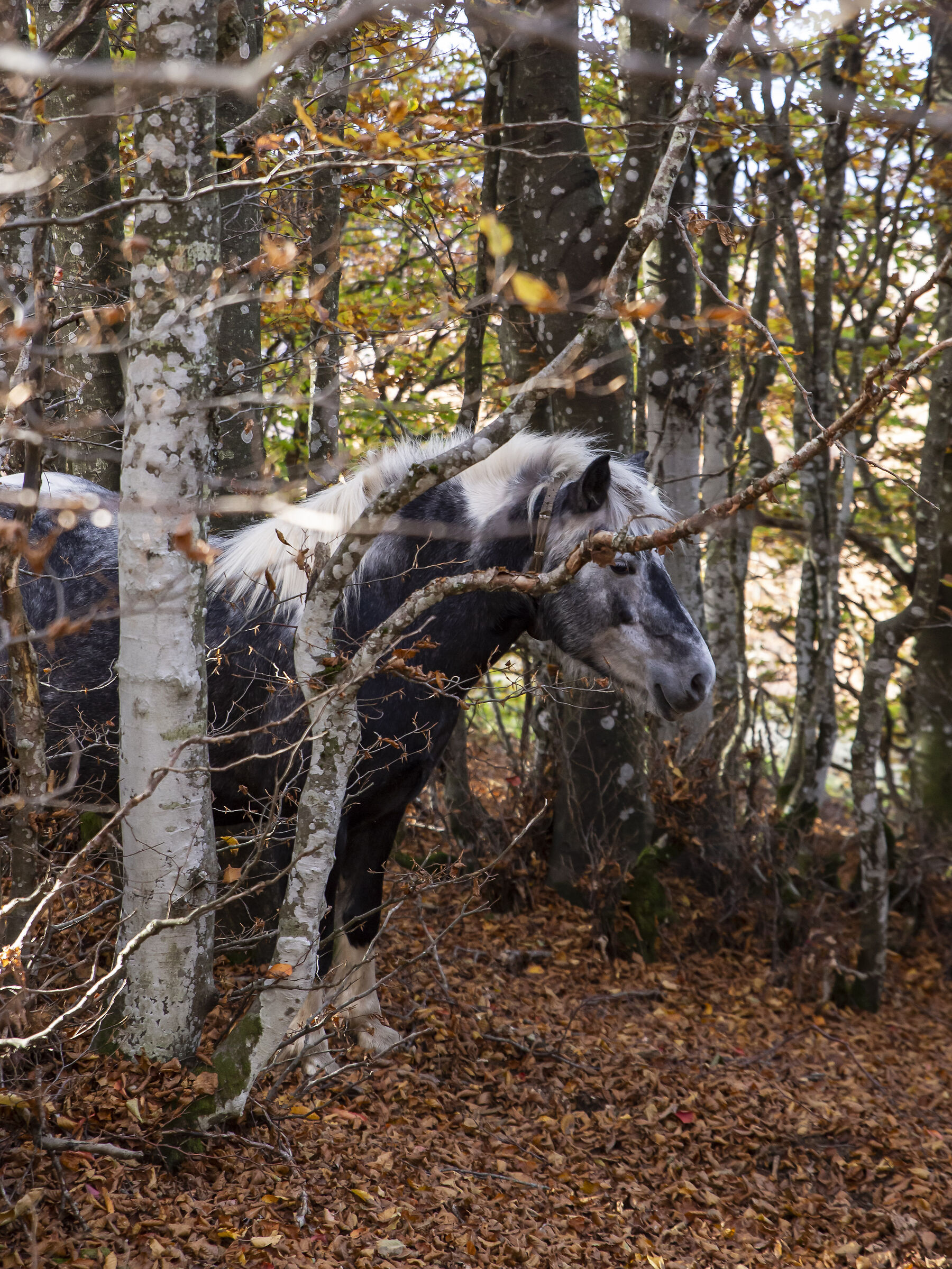 A passeggio per i boschi