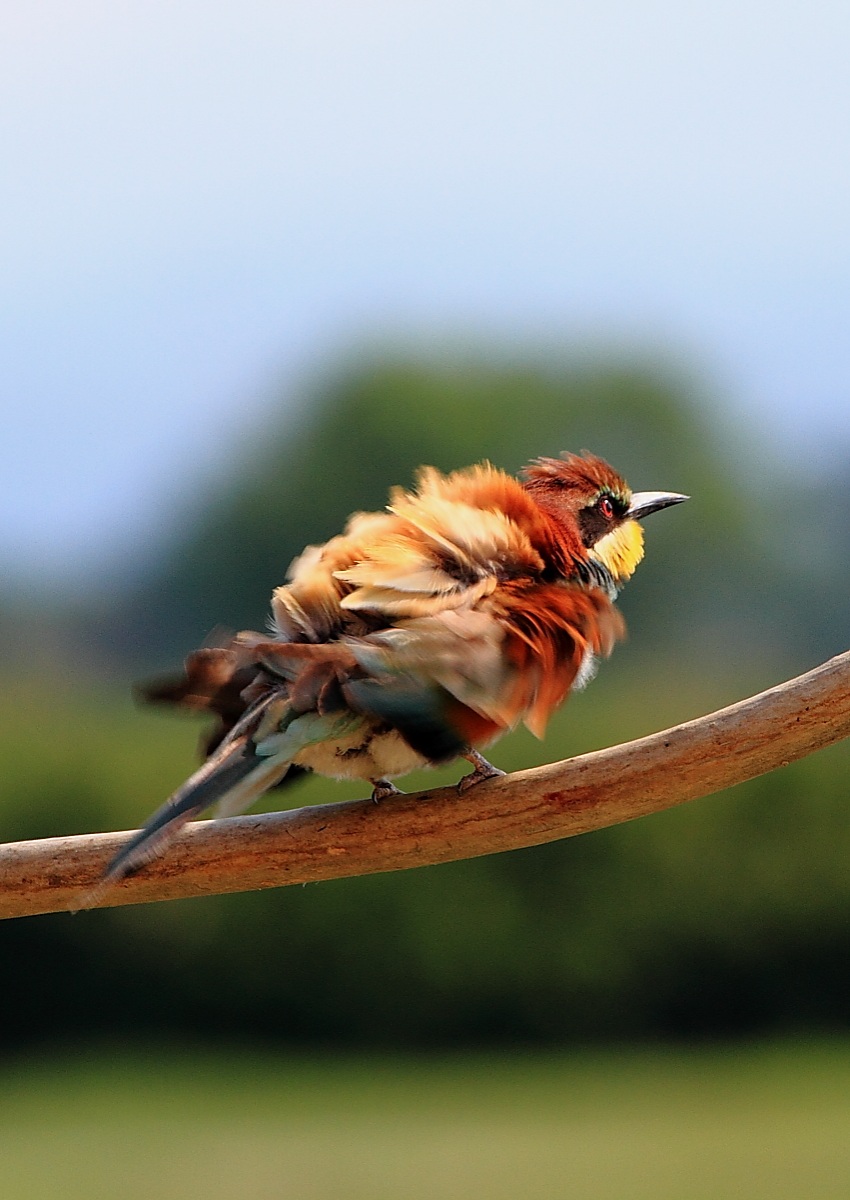 bee-eater disheveled