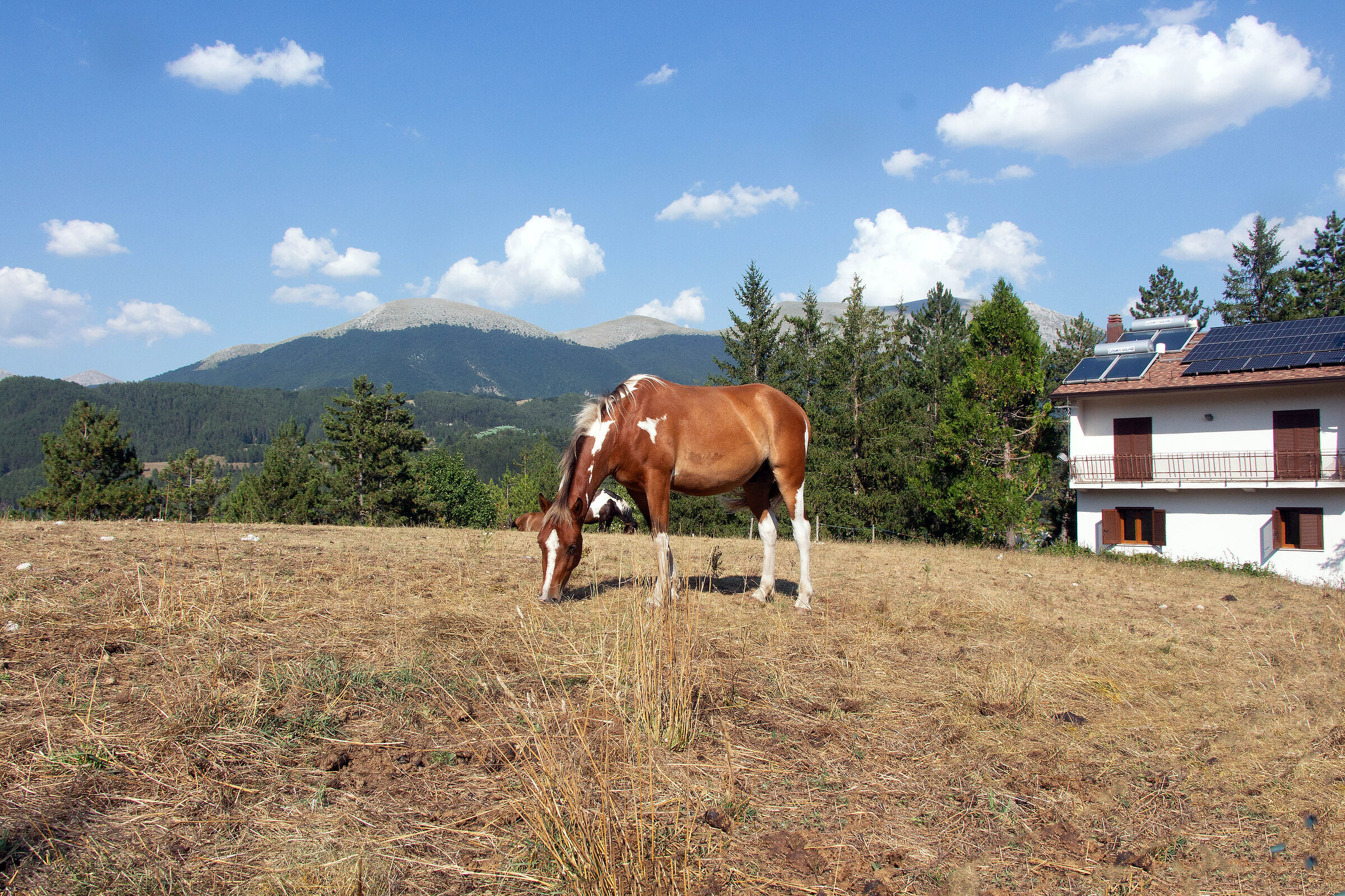 Abruzzo horse... (3 photos)