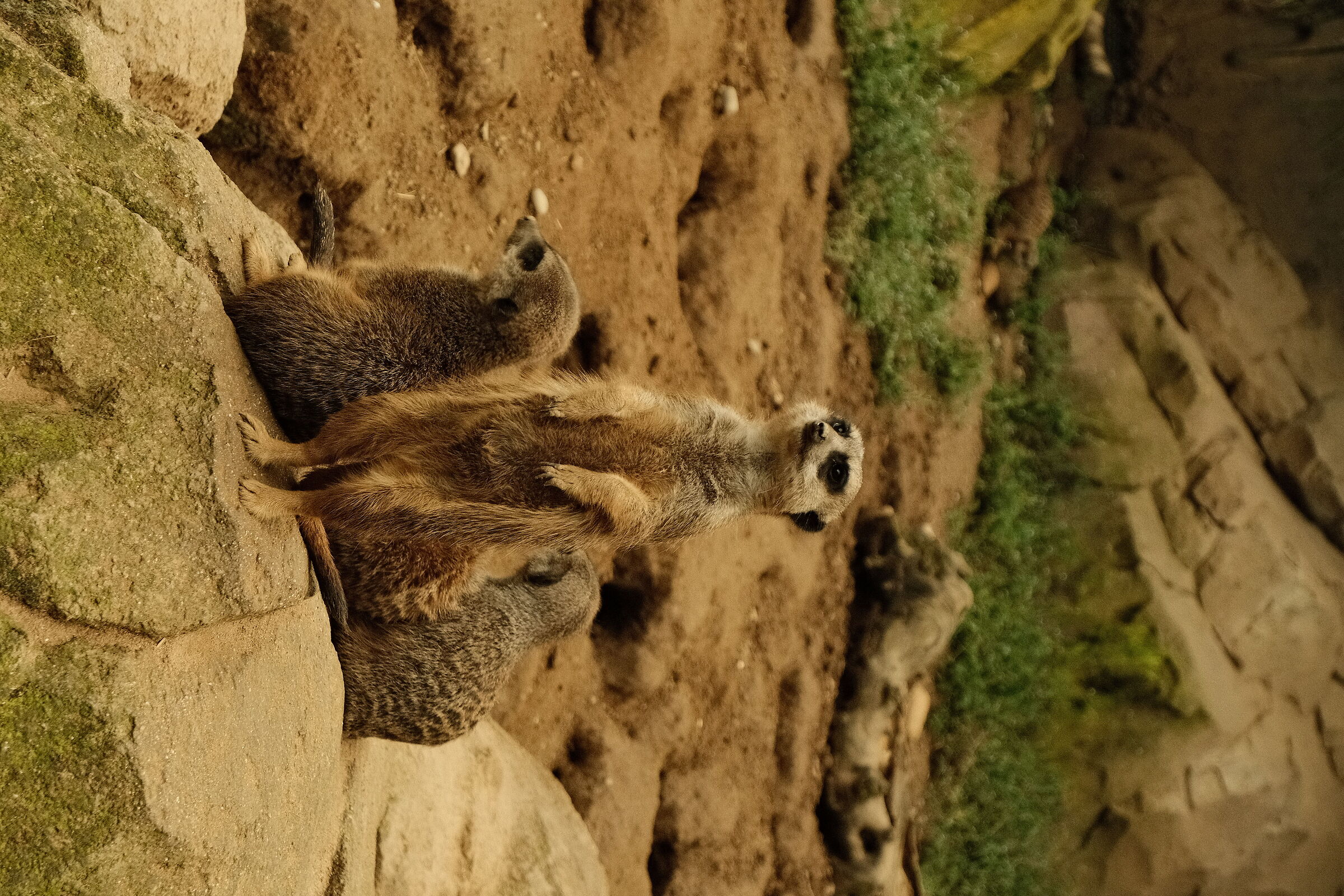 Timon