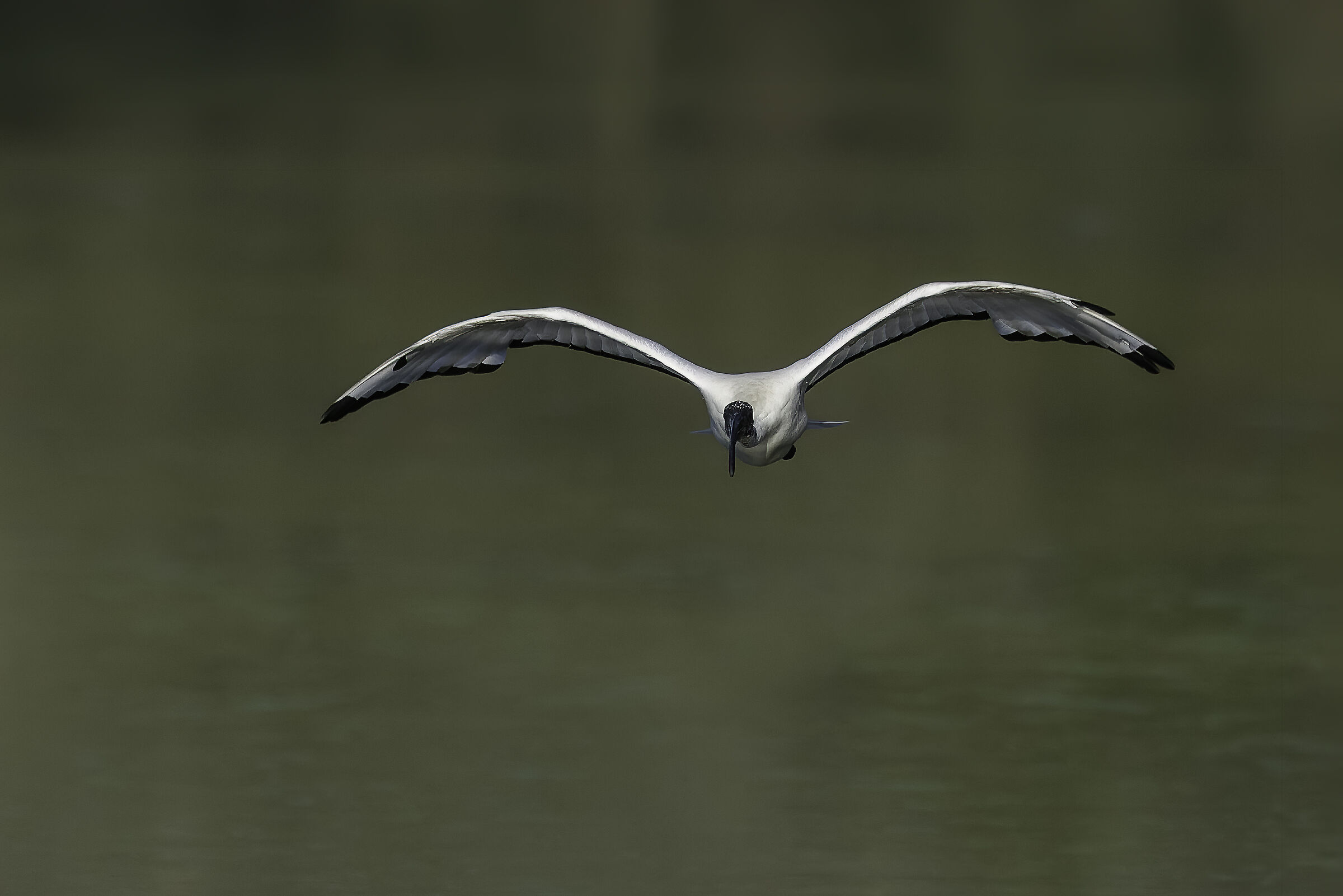 Sacred Ibis