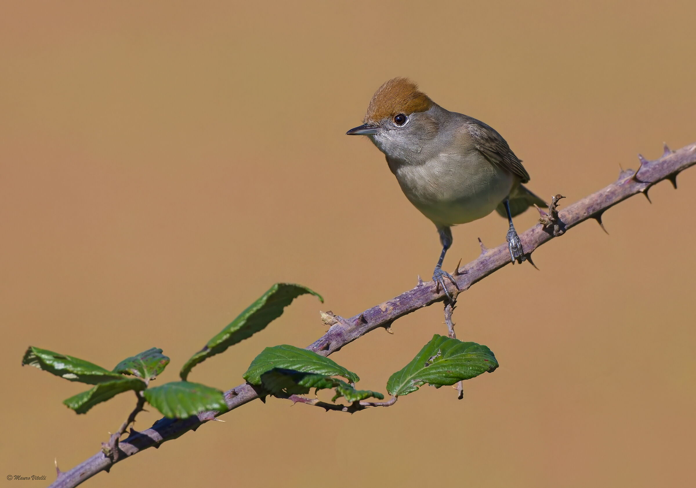 Blackcap (Sylvia atricapilla)