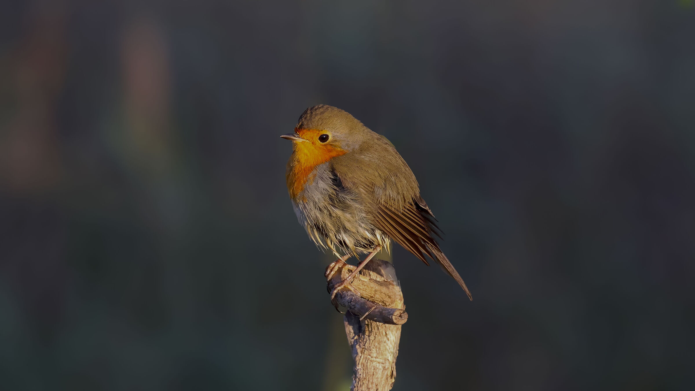 Robin at dawn.