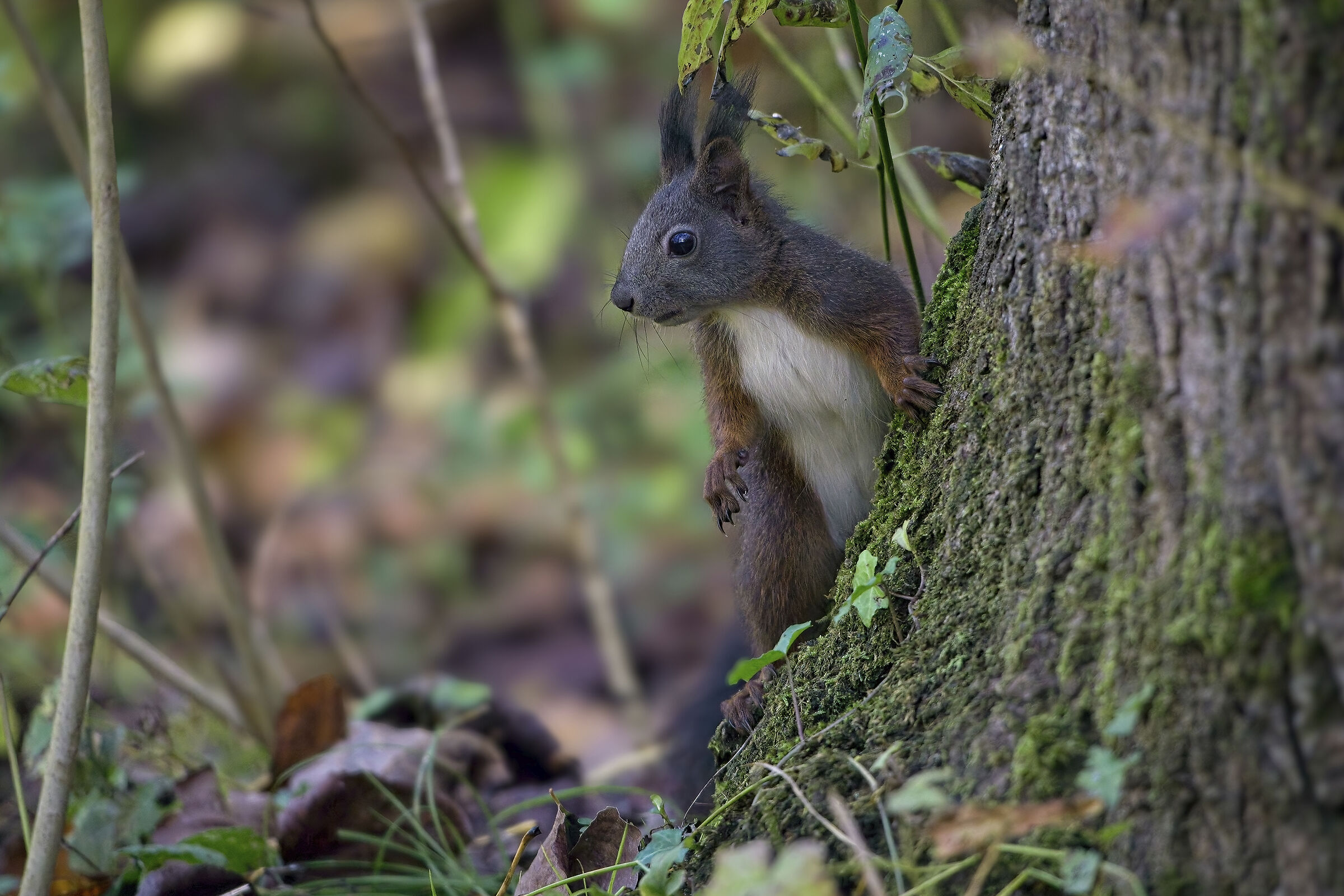 Il piccolo signore del bosco