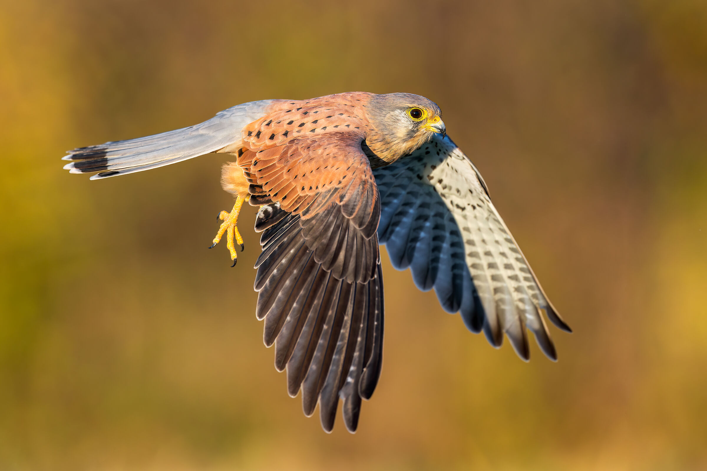 Kestrel