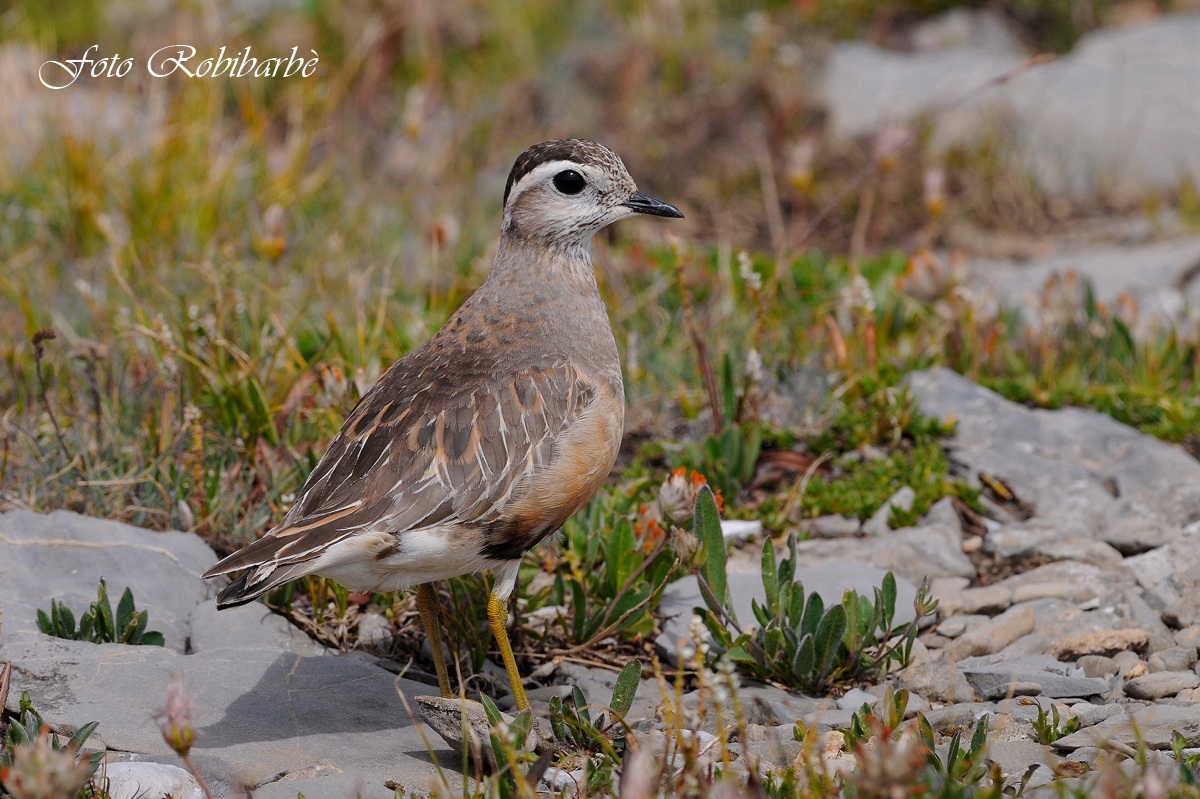Piviere tortolino.......