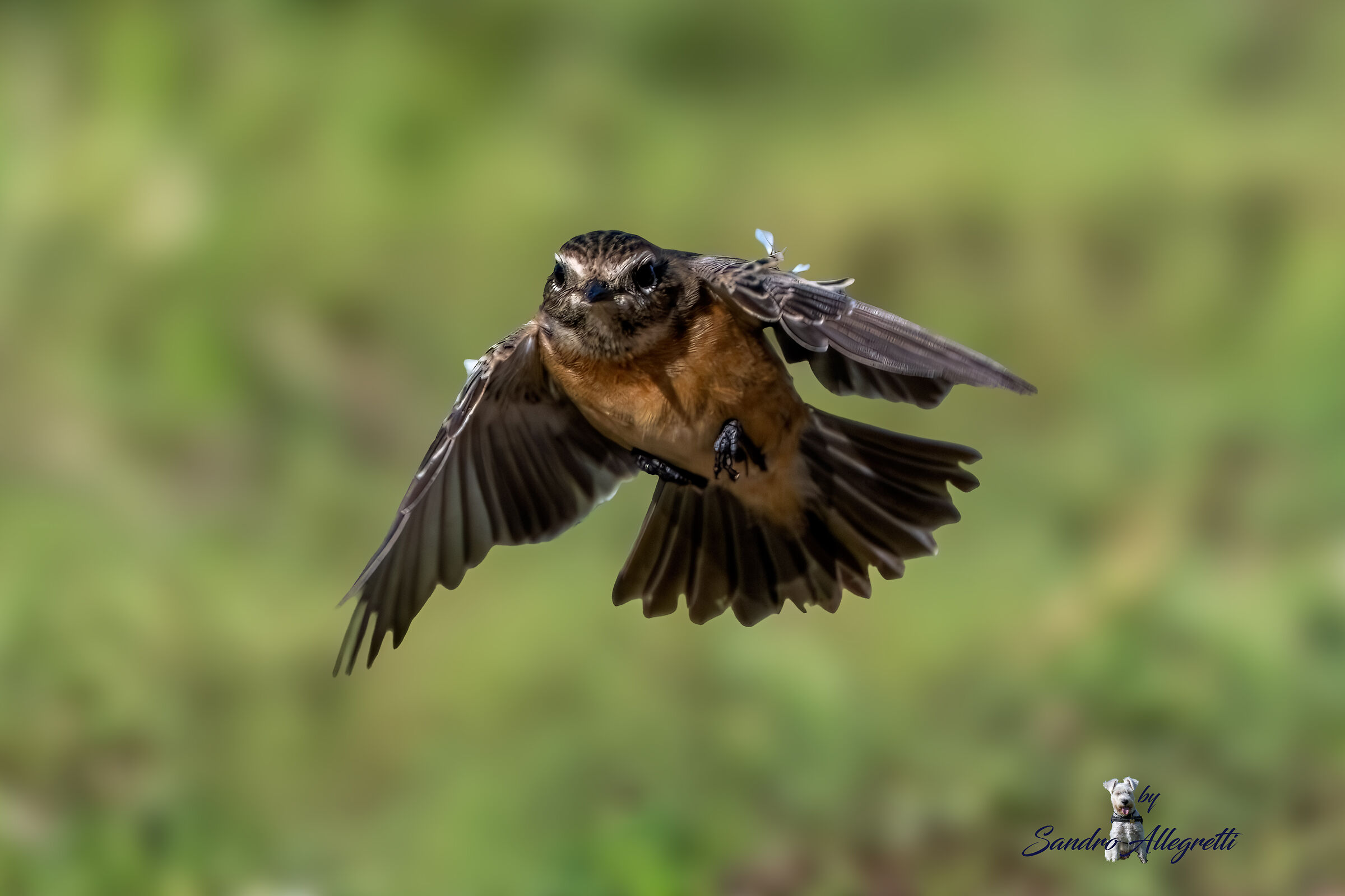 Il saltimpalo (Saxicola rubicola)