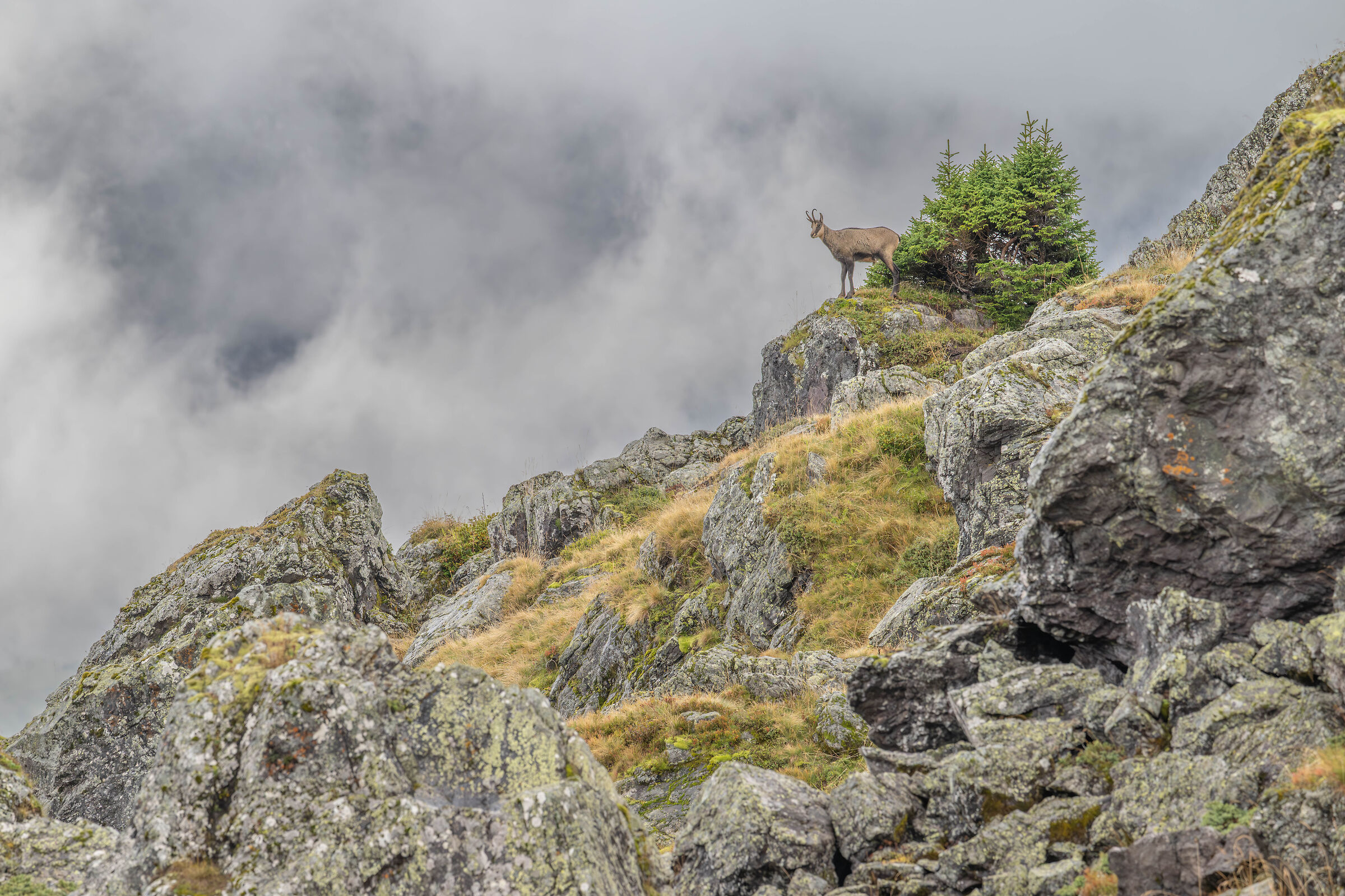La vedetta delle Alpi