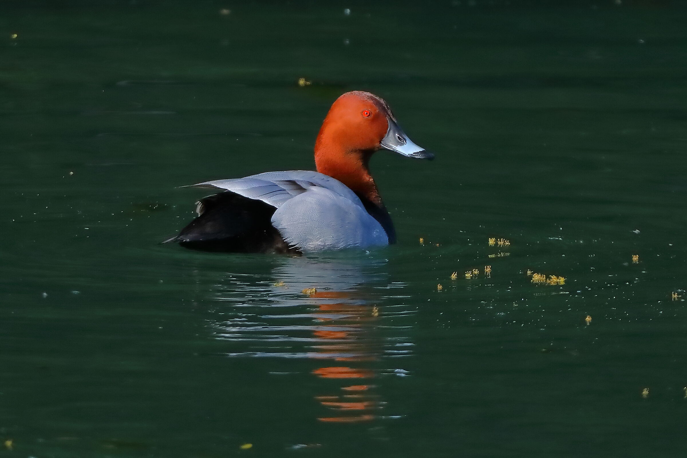 Moriglione M 15 maggio 2025 - 0186