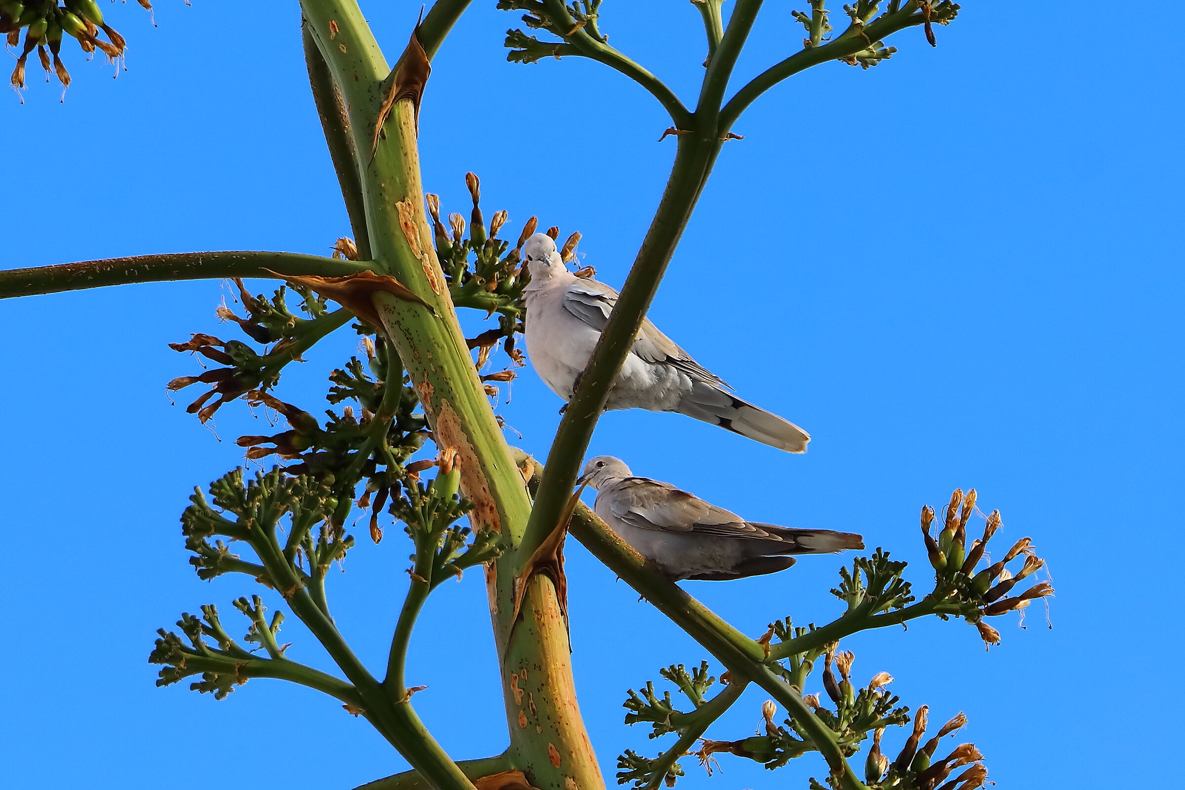 Tortore 02 ottobre 2025 - 0091