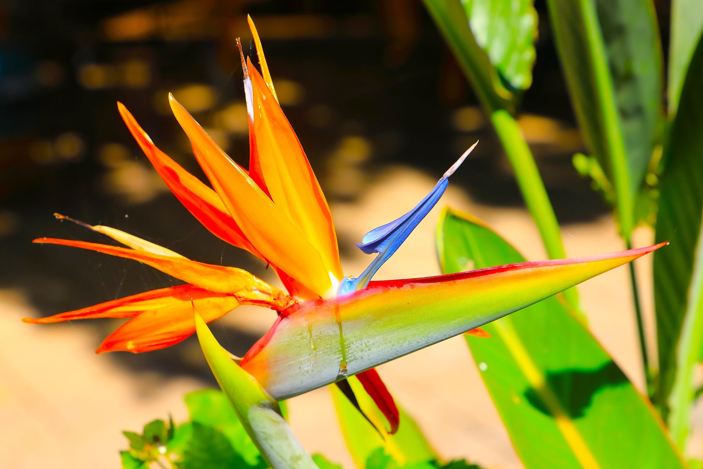 Cresta di G 05 ottobre 2025 - 0129