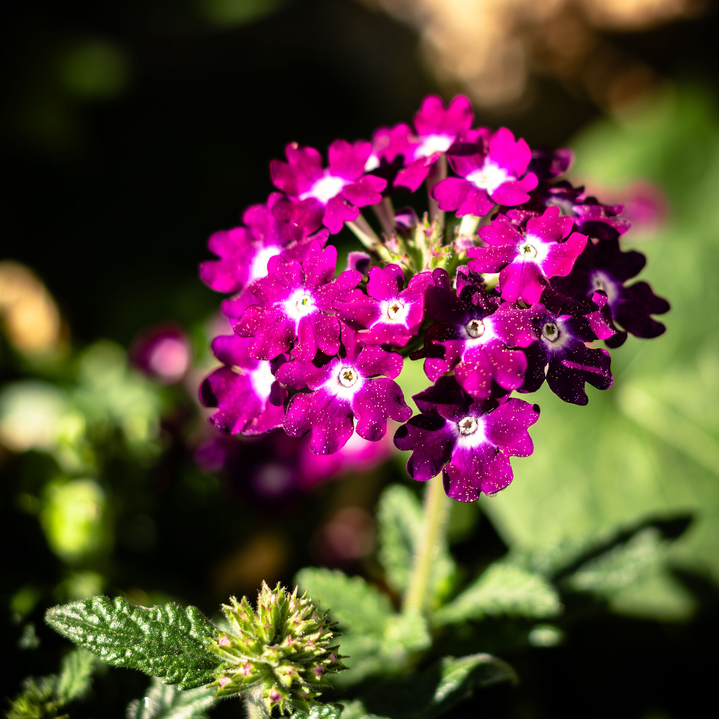 Verbena