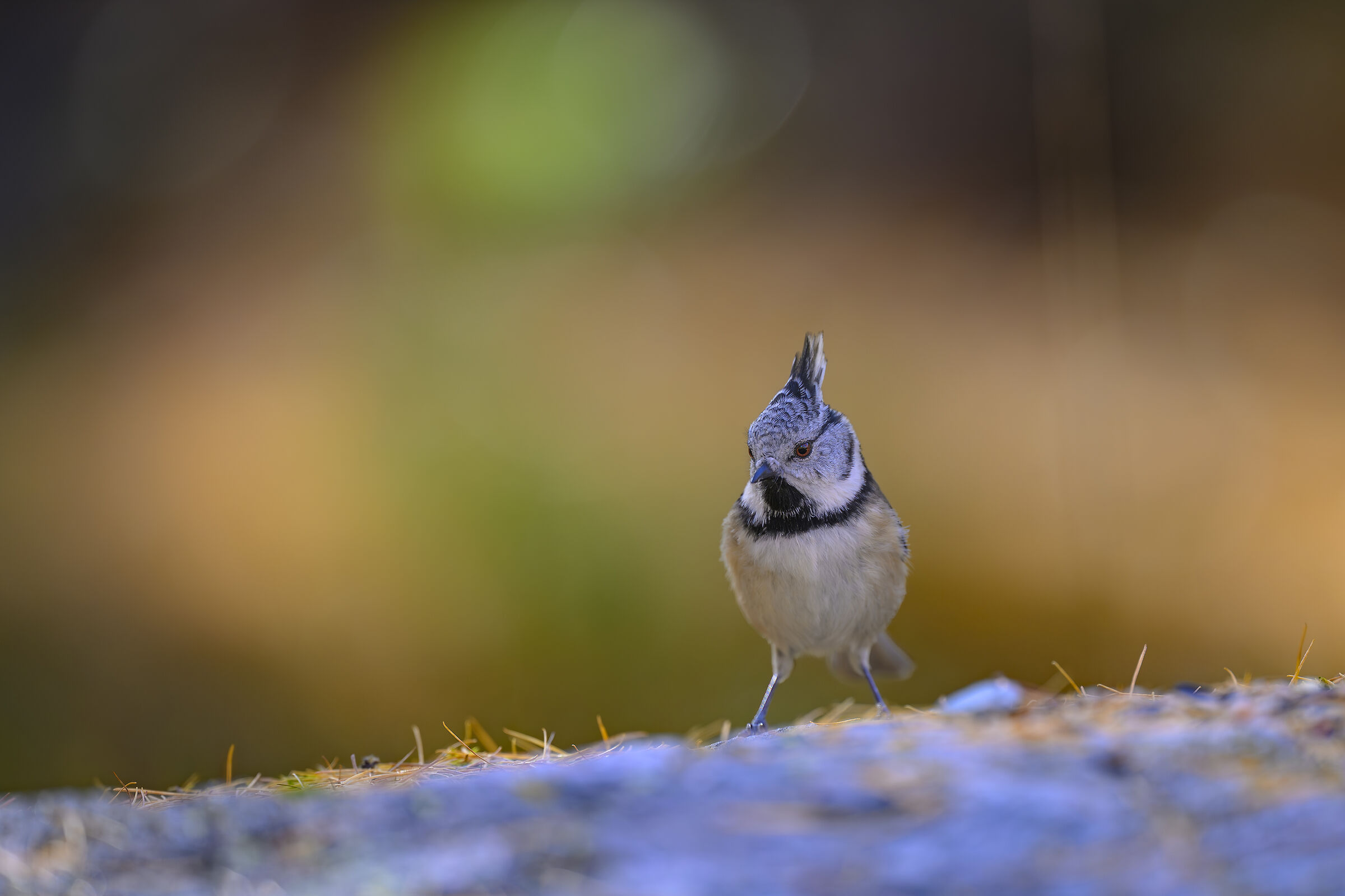 Tufted