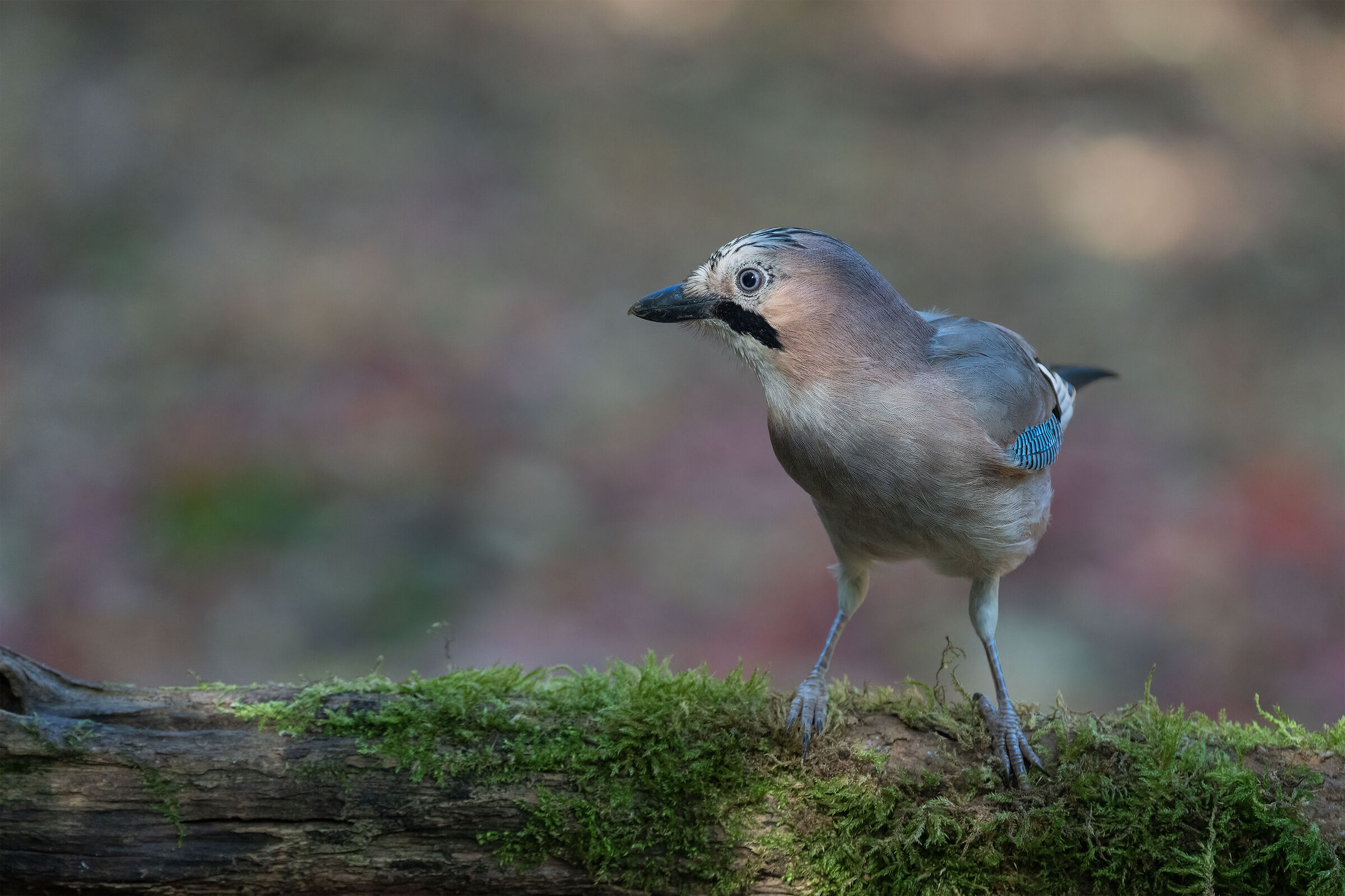 Jay