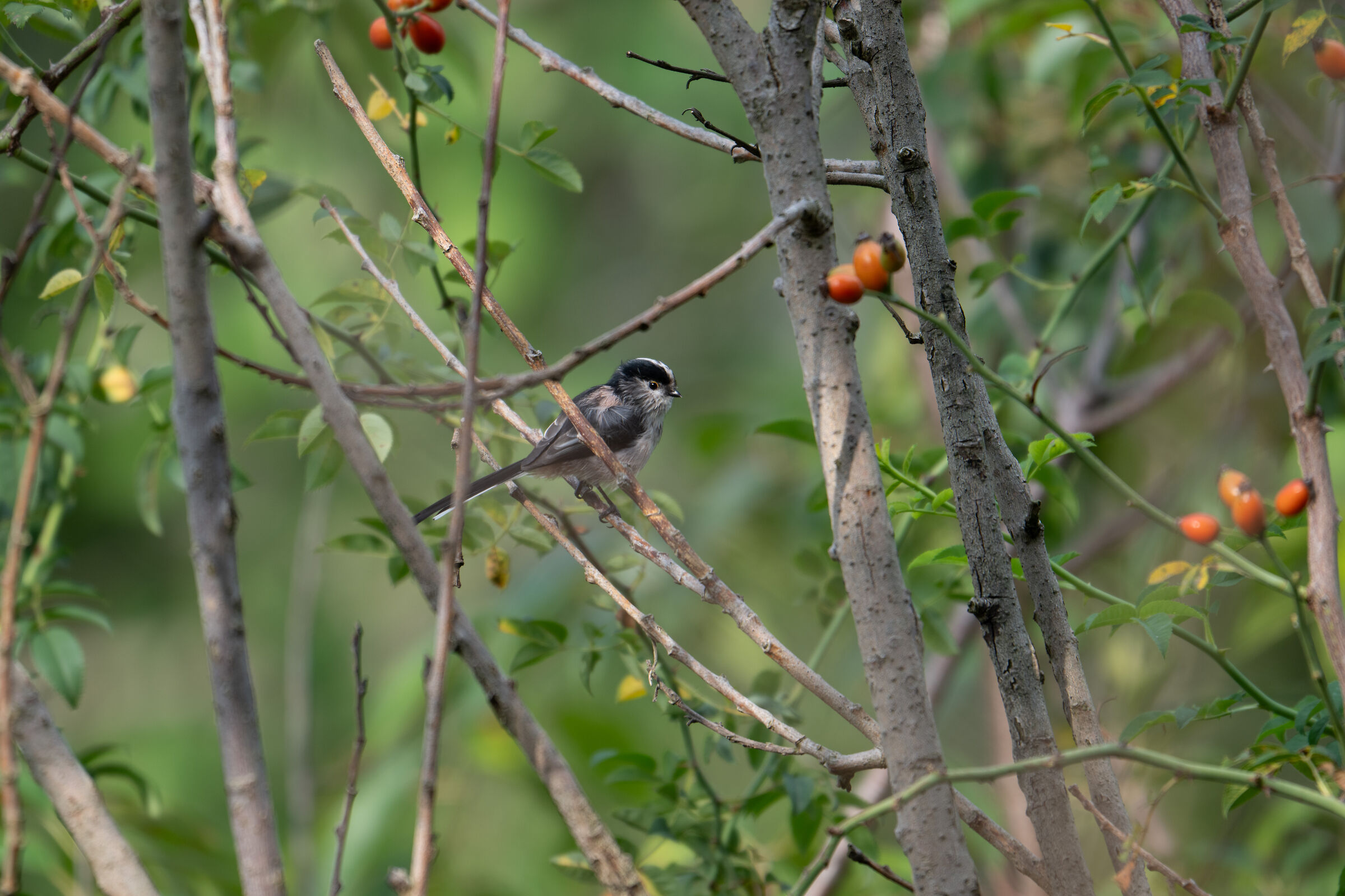 Long-tailed