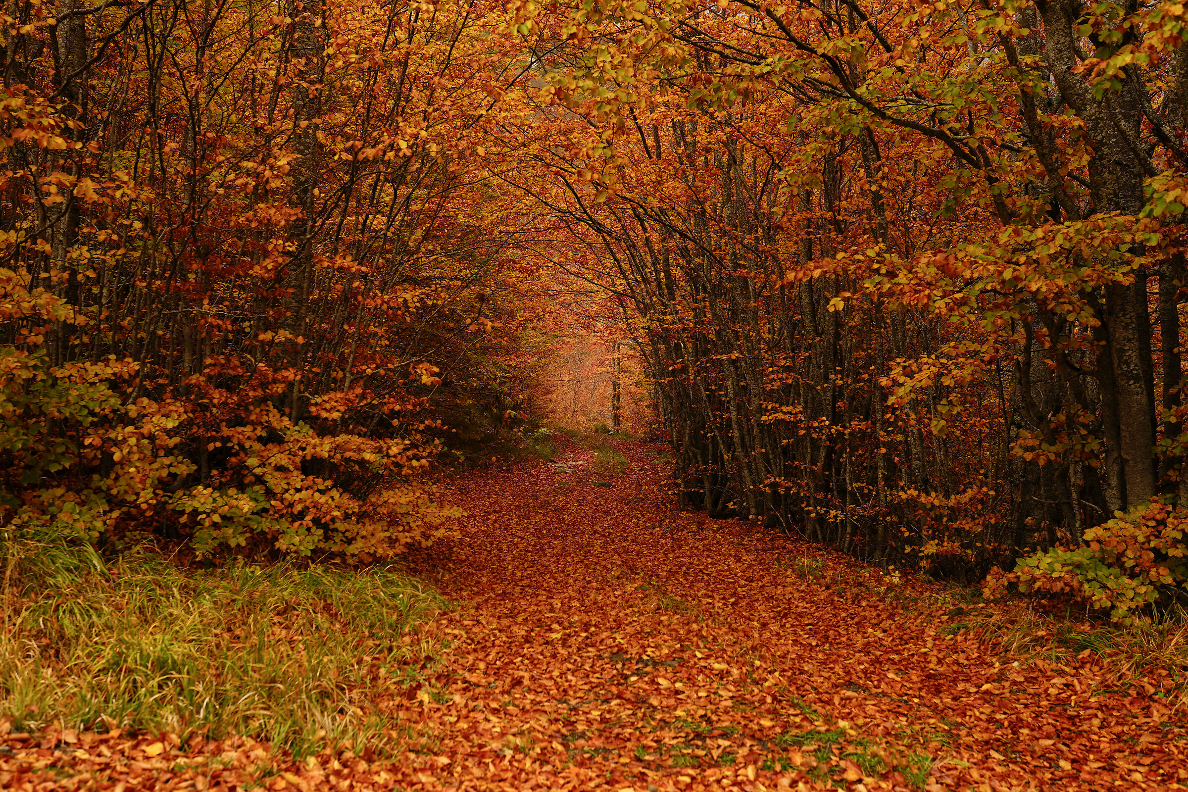 warm wood