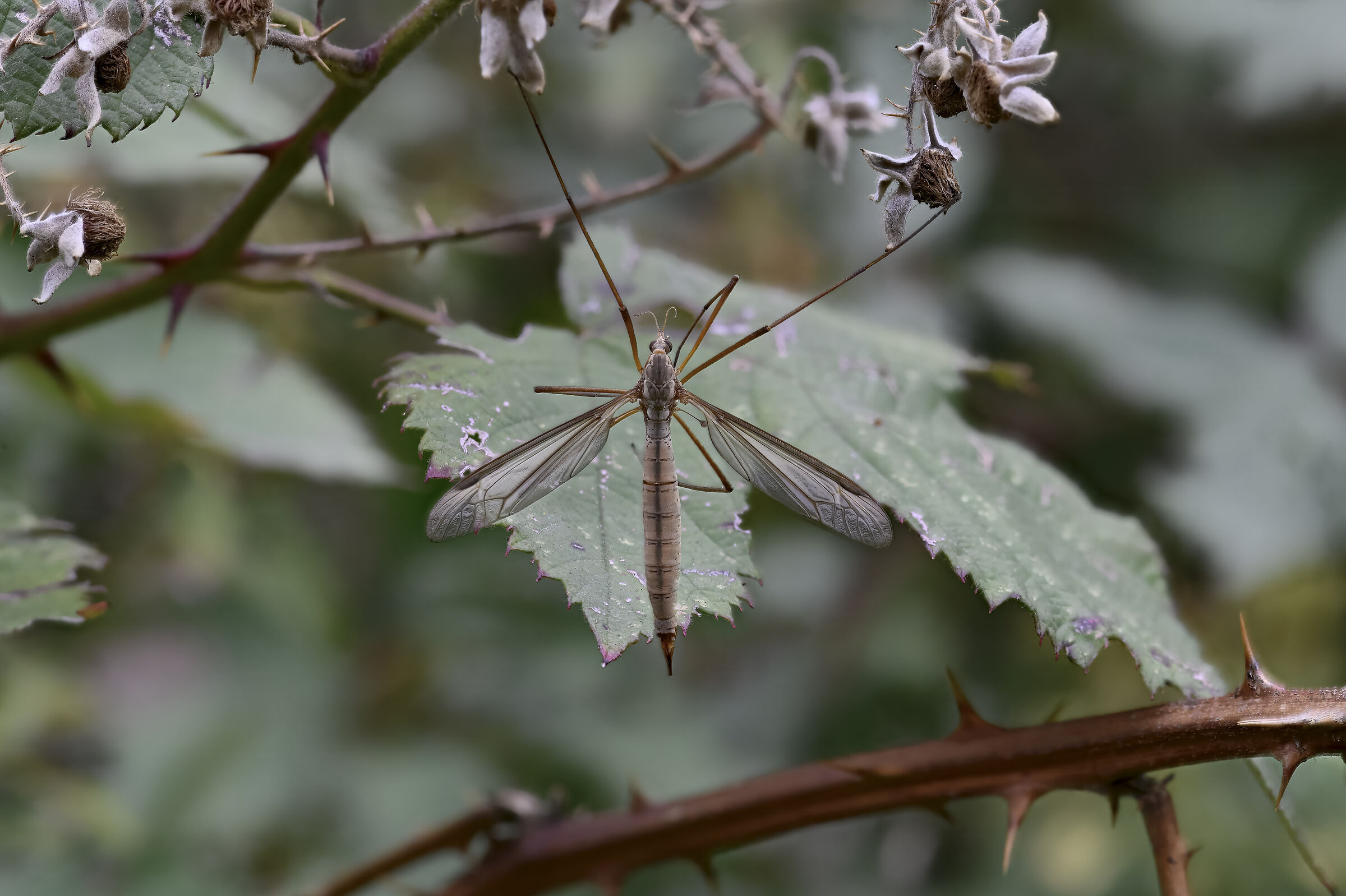 Tipula paludosa