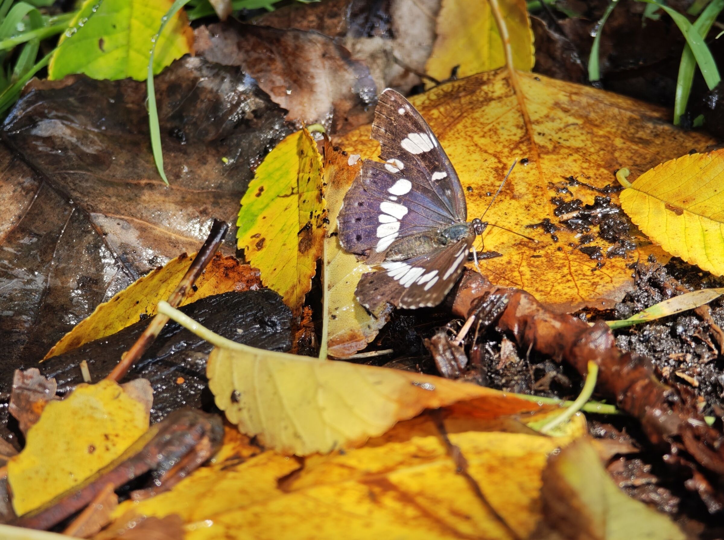Silvano azzurro (Limenitis reducta)