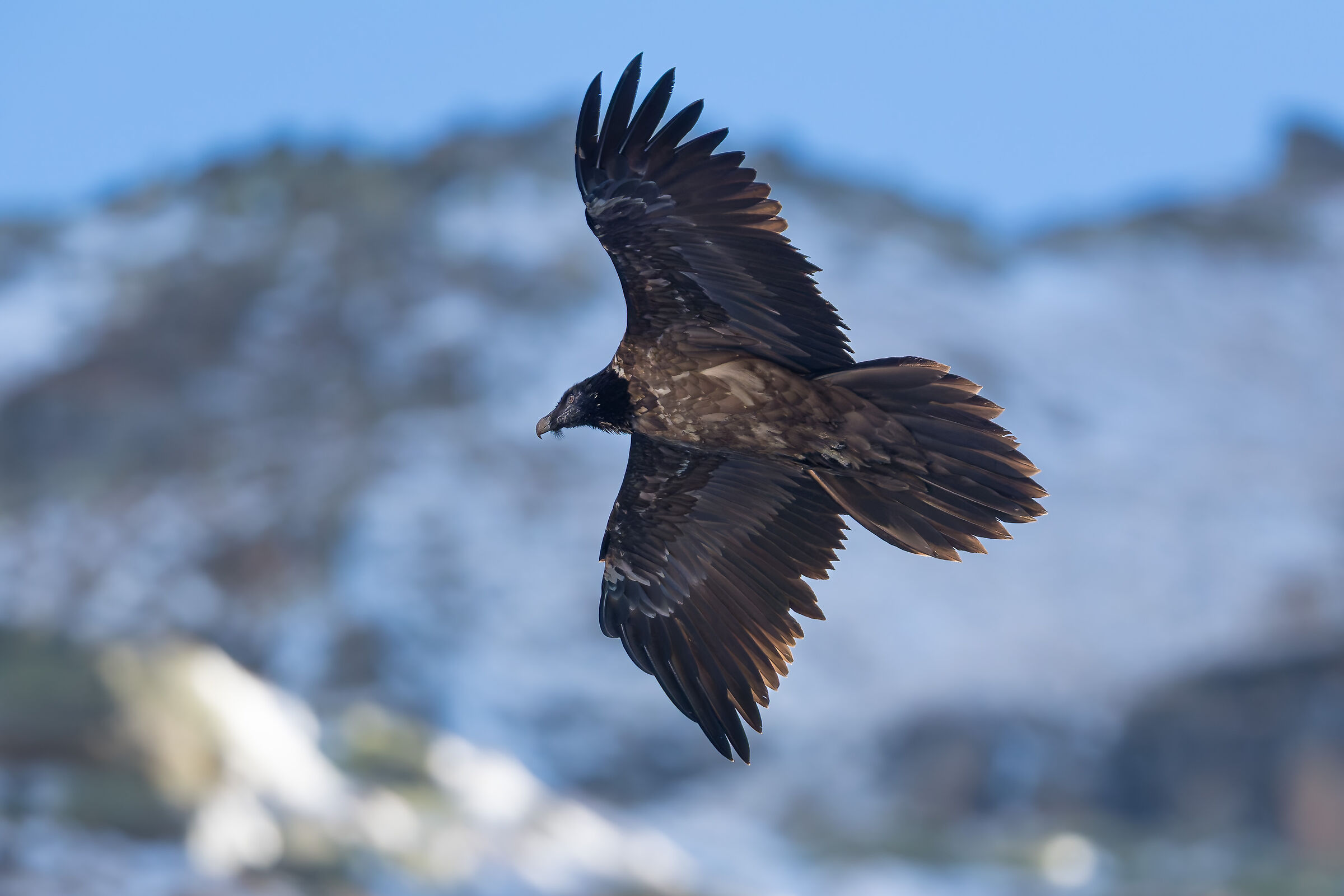 Gypaetus Barbatus - Parco Nazionale Gran Paradiso