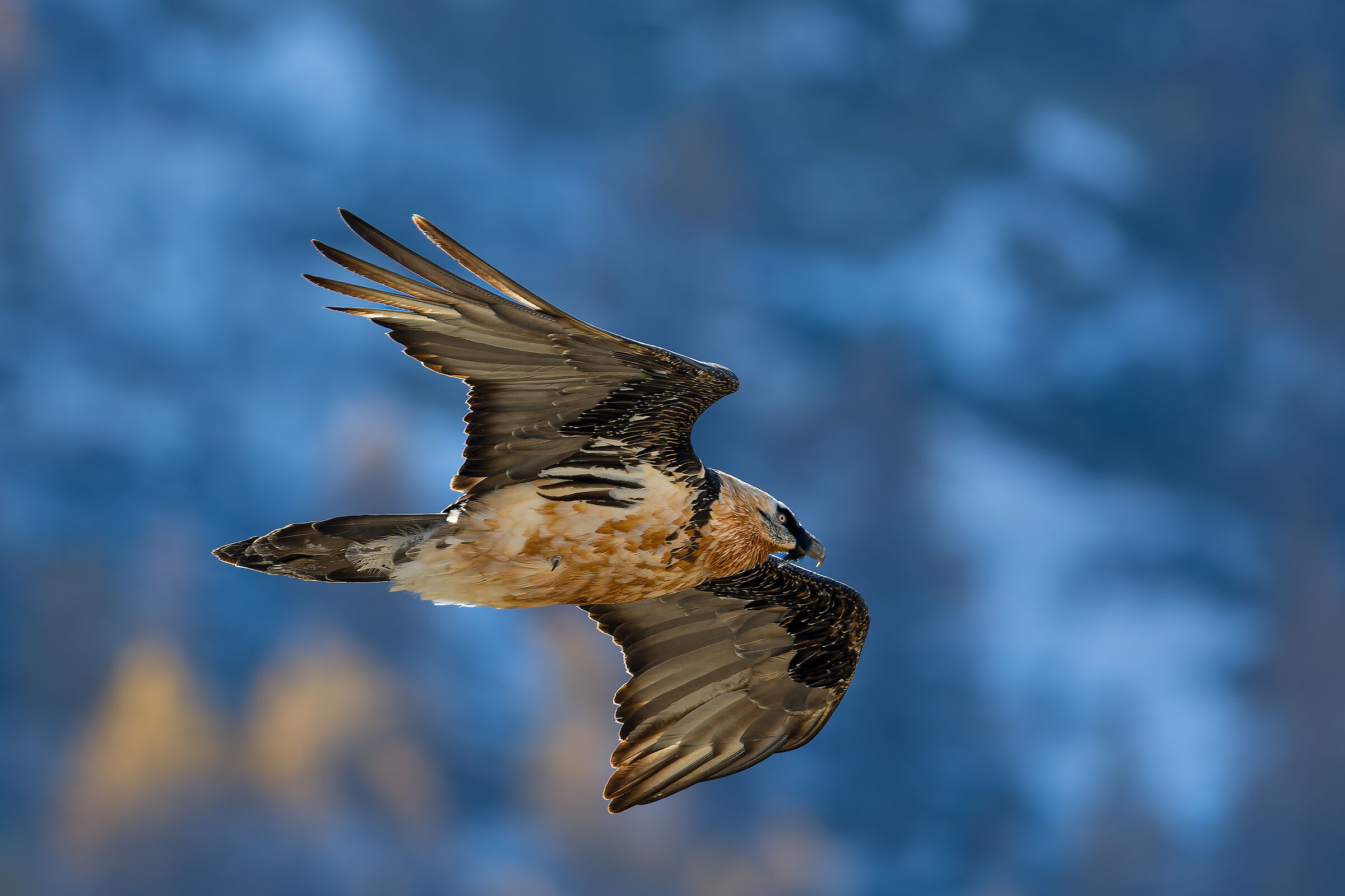 Gypaetus Barbatus - Parco Nazionale Gran Paradiso