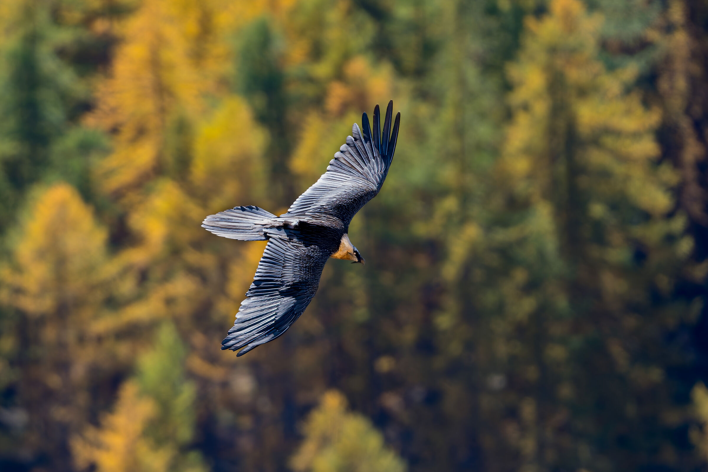 Gypaetus barbatus- Gran Paradiso National Park