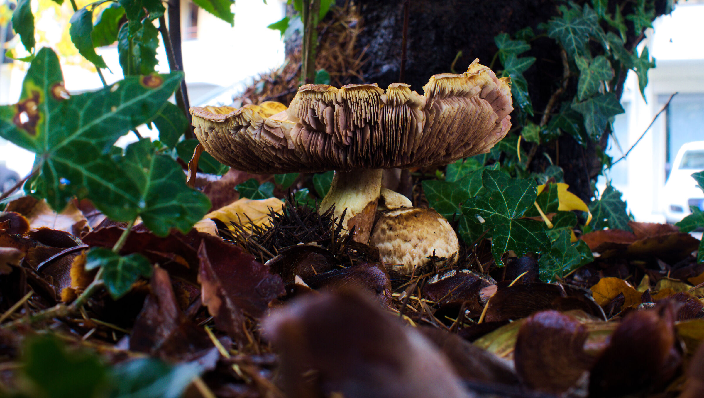 autunno a varese - 2