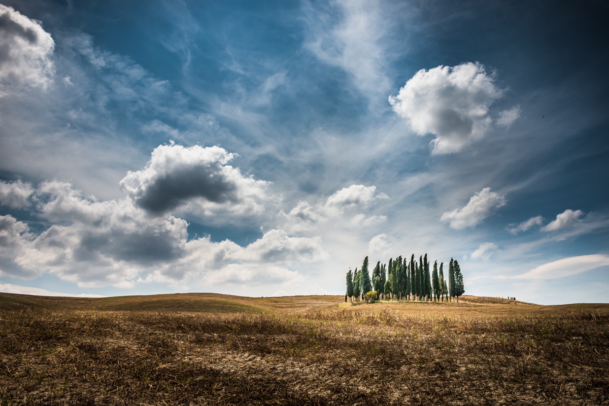 Cypresses of San Quirico D'Orcia