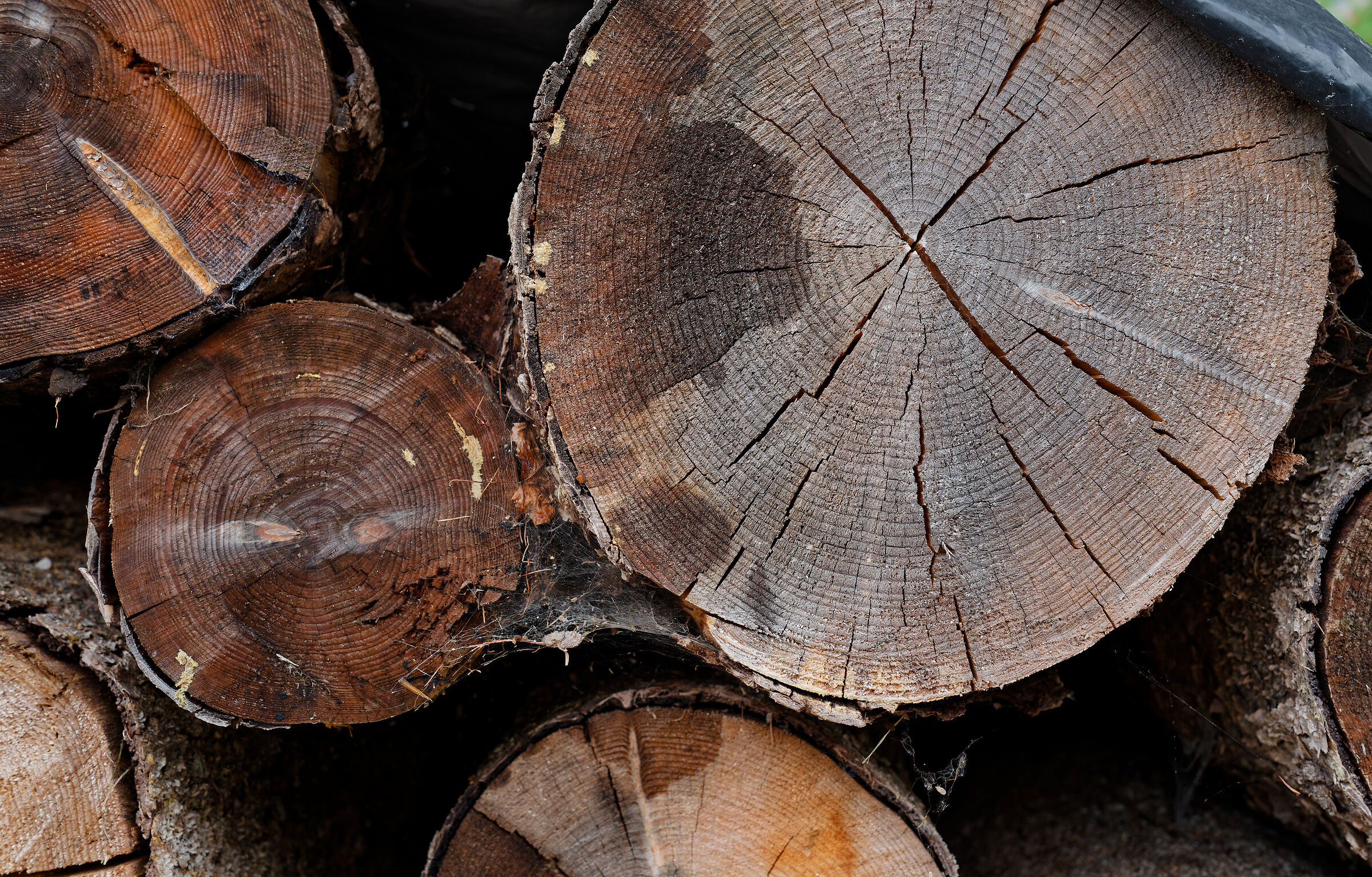 Santa Magdalena, 2025