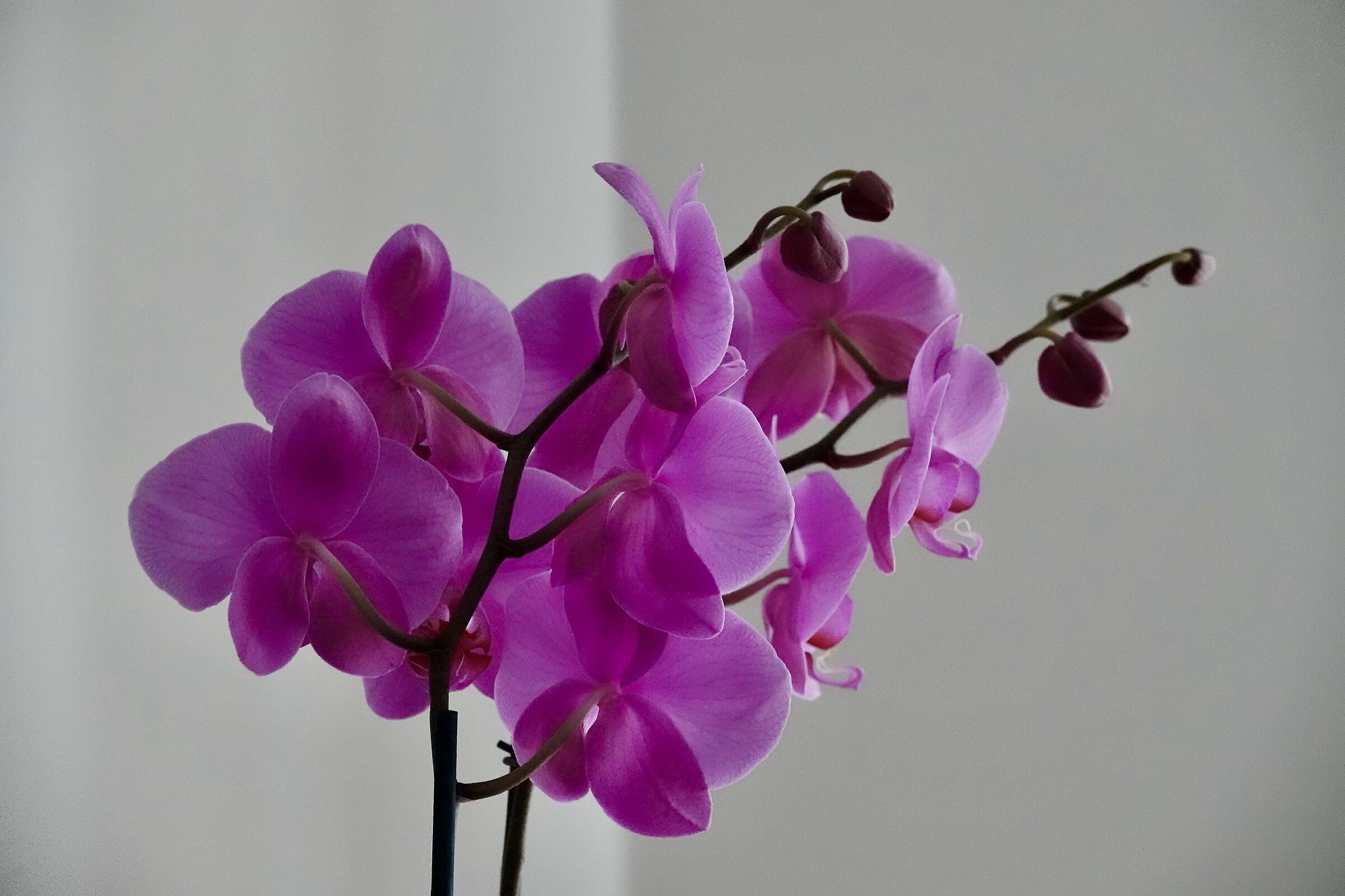 Orchid