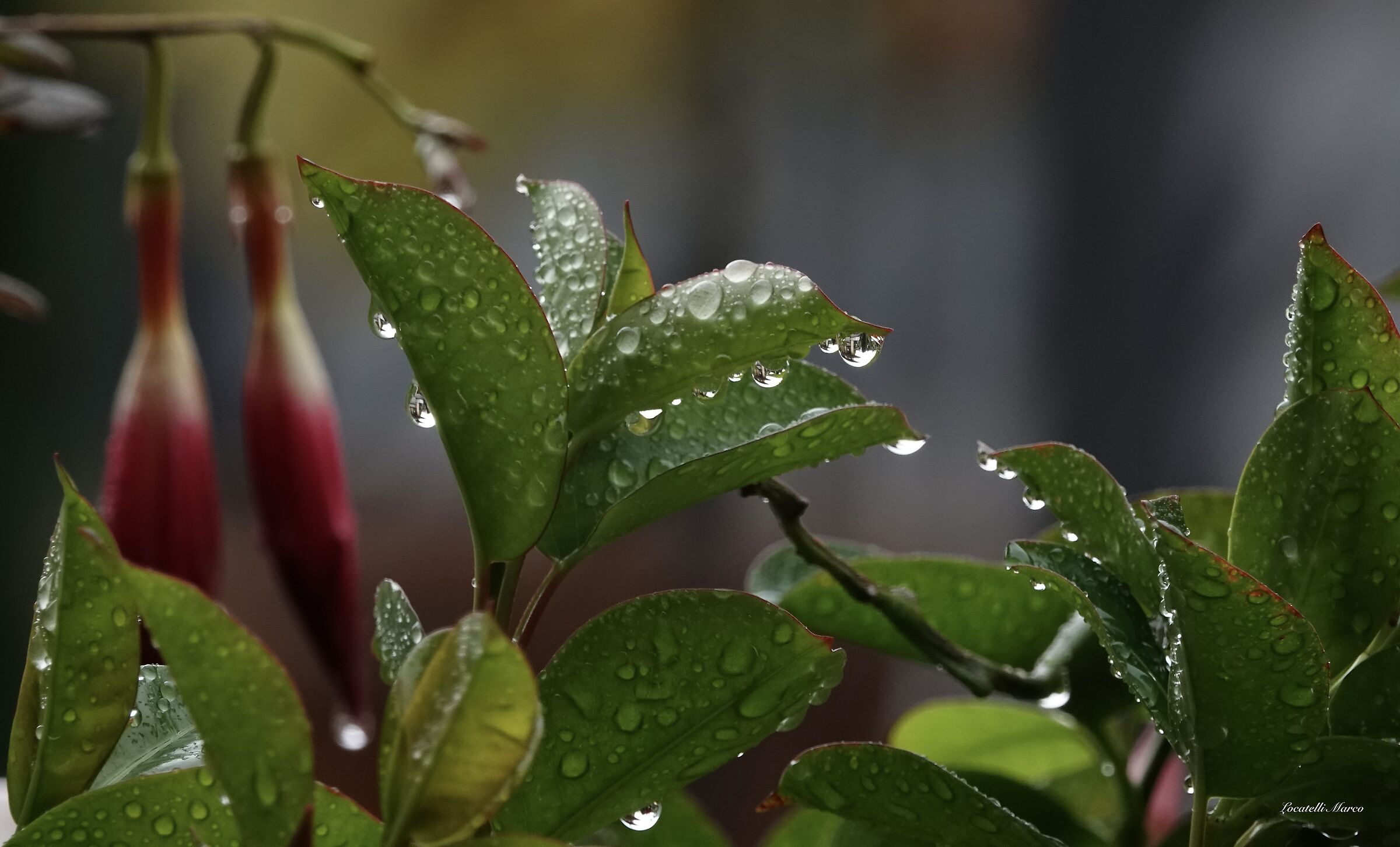 Raindrops