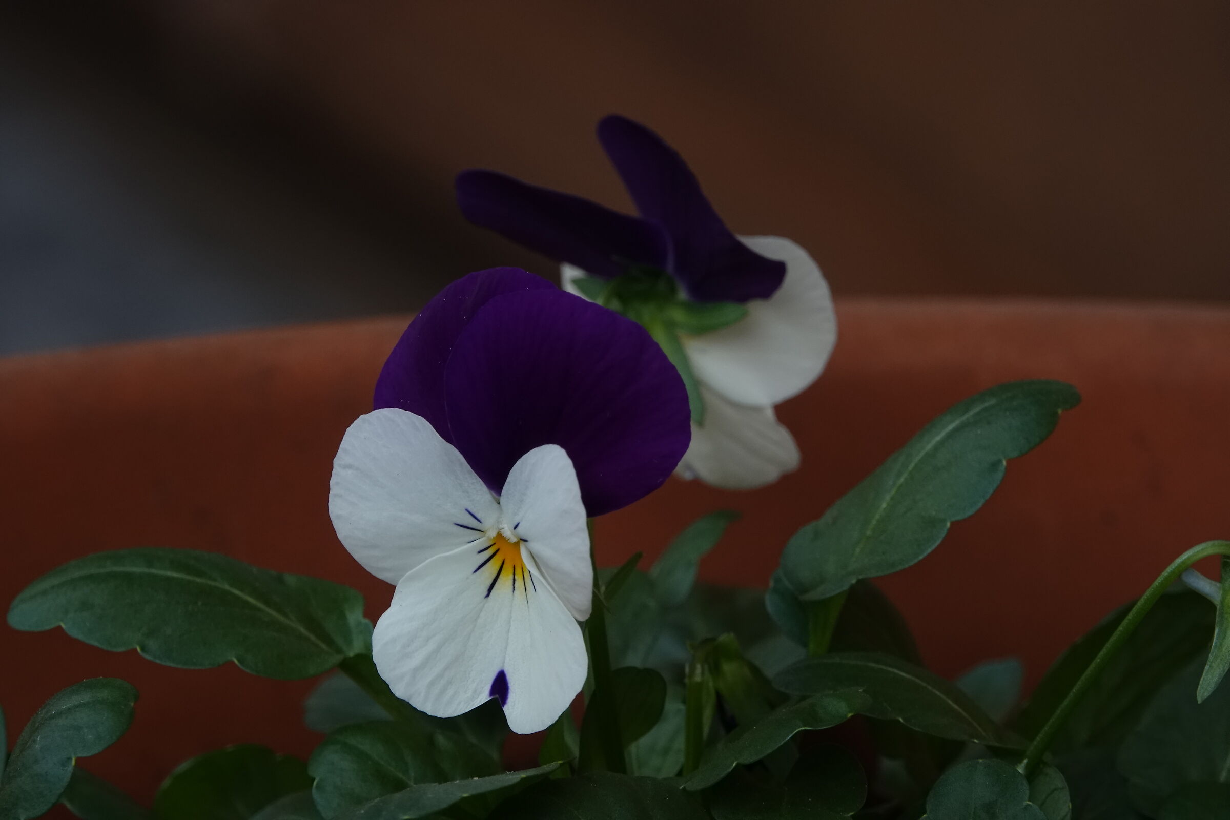 Violets