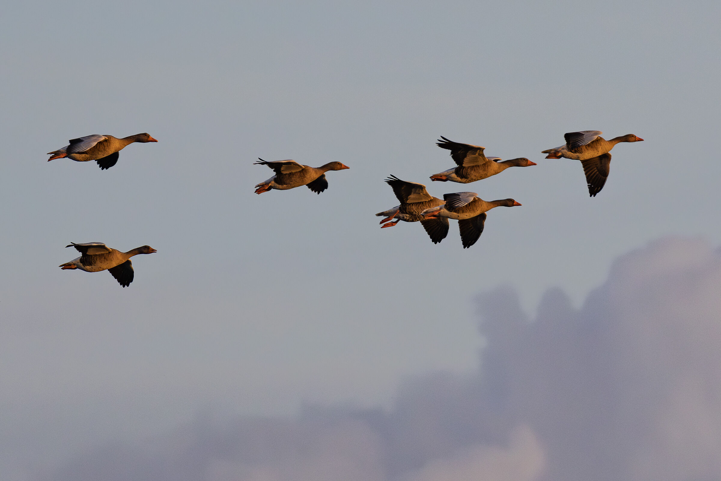 Wild geese at sunset