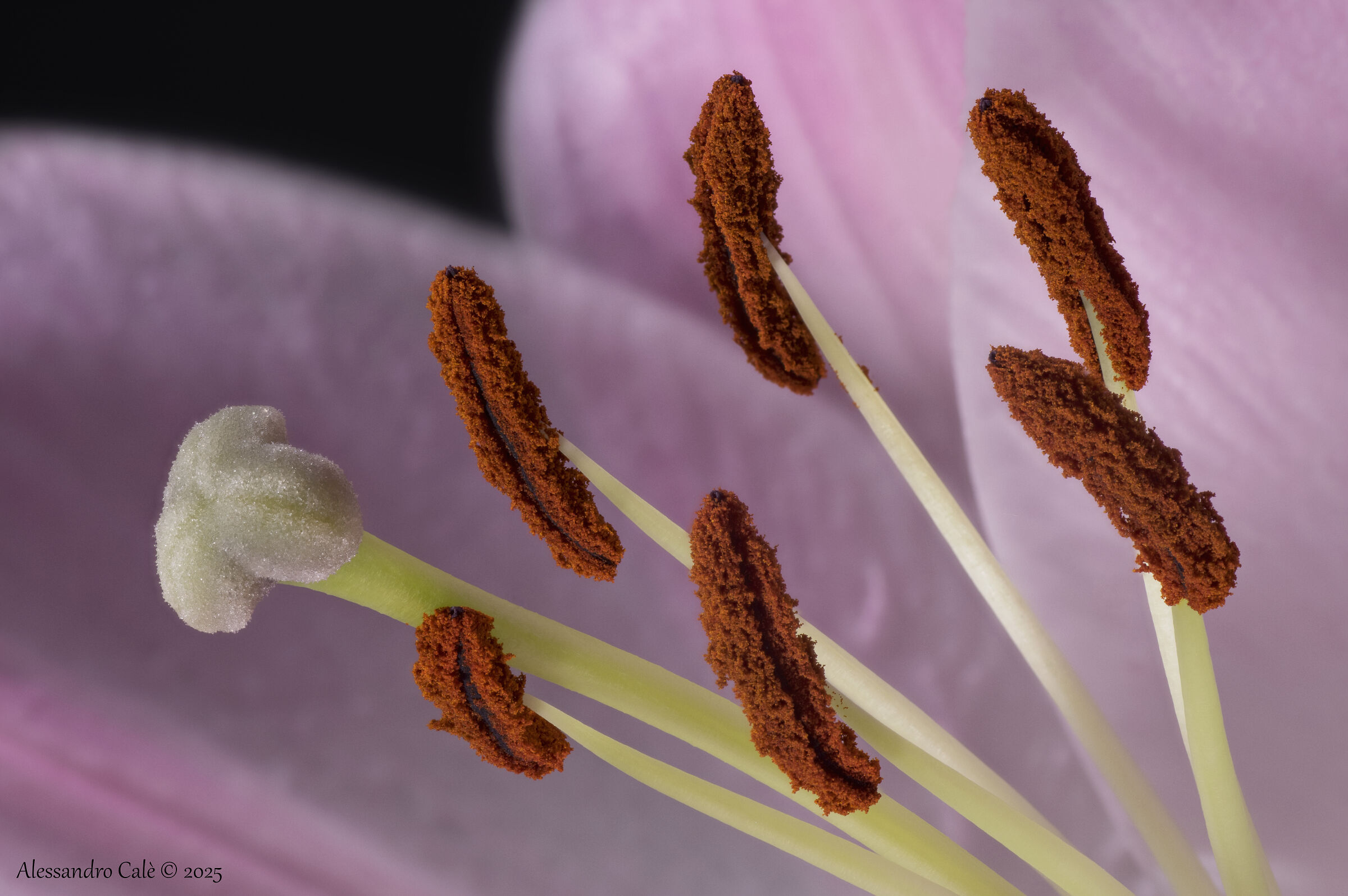 Il giglio nei dettagli 2930_65 FS