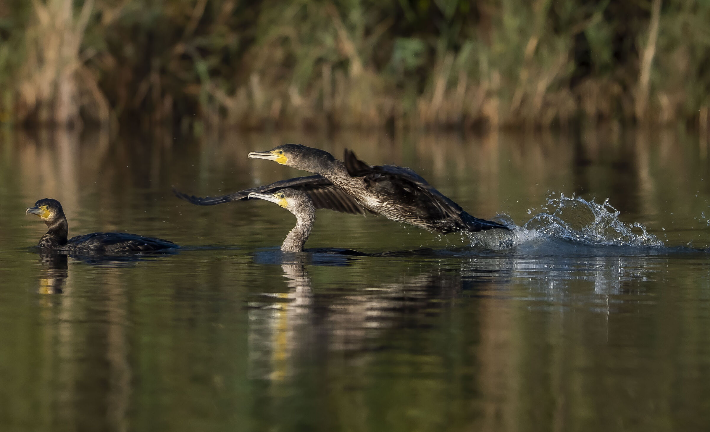 Cormorani