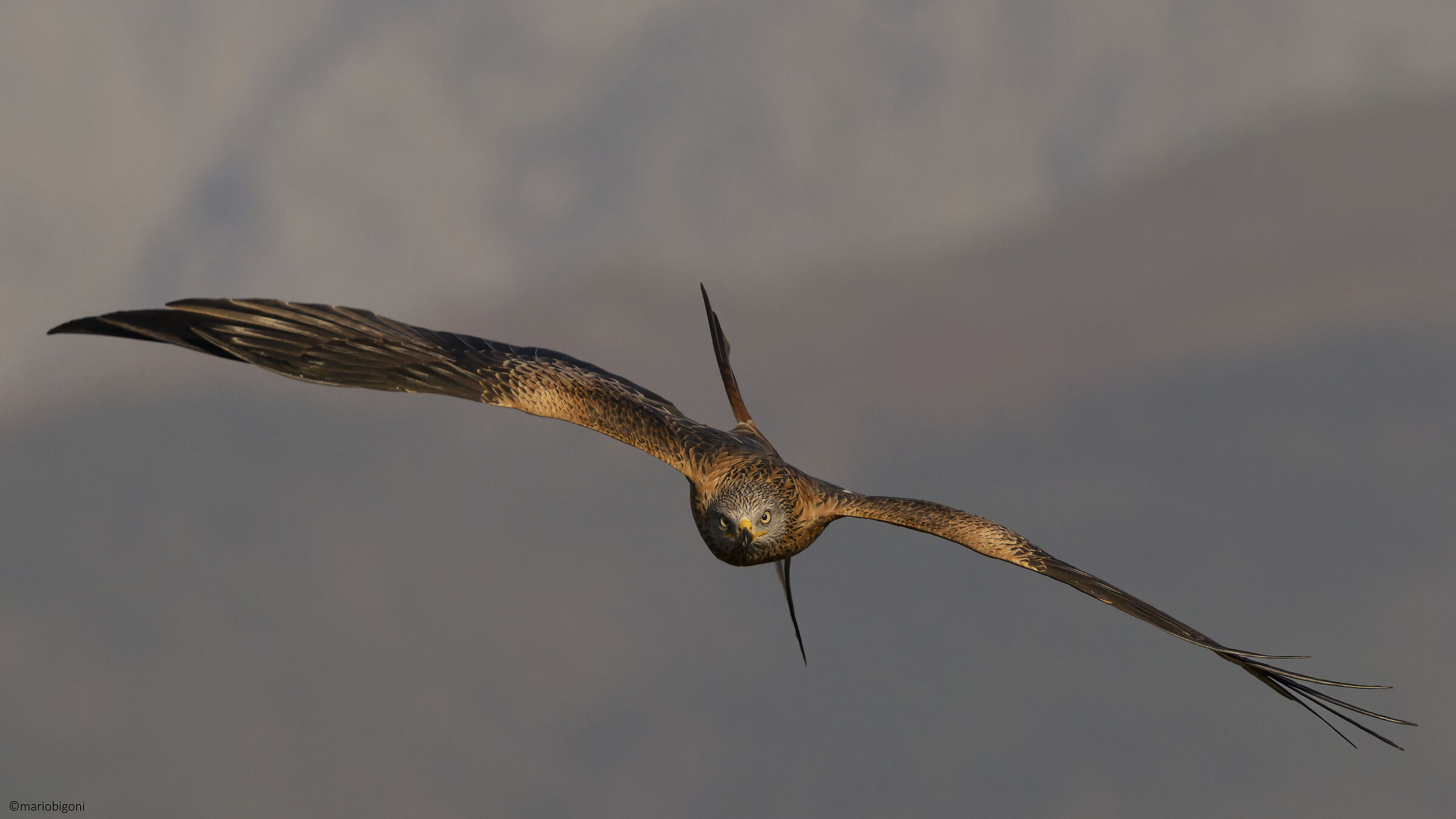 Red kite