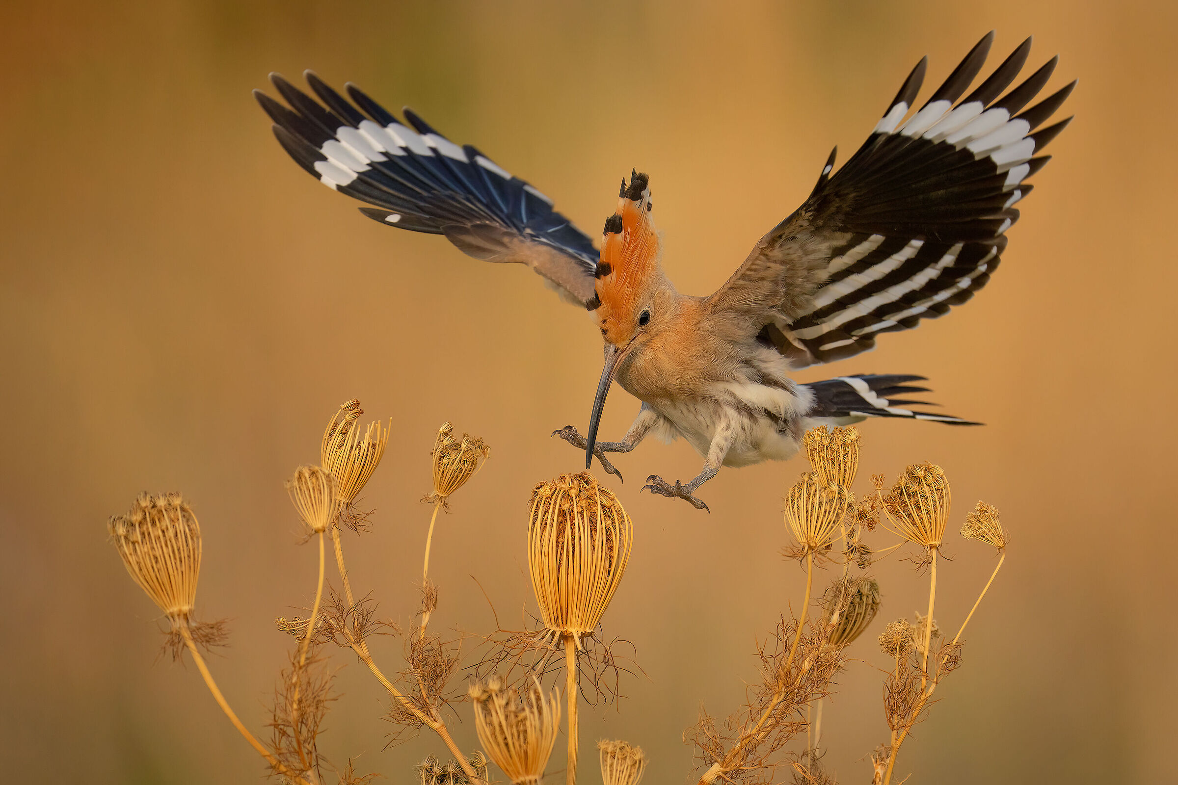 hoopoe