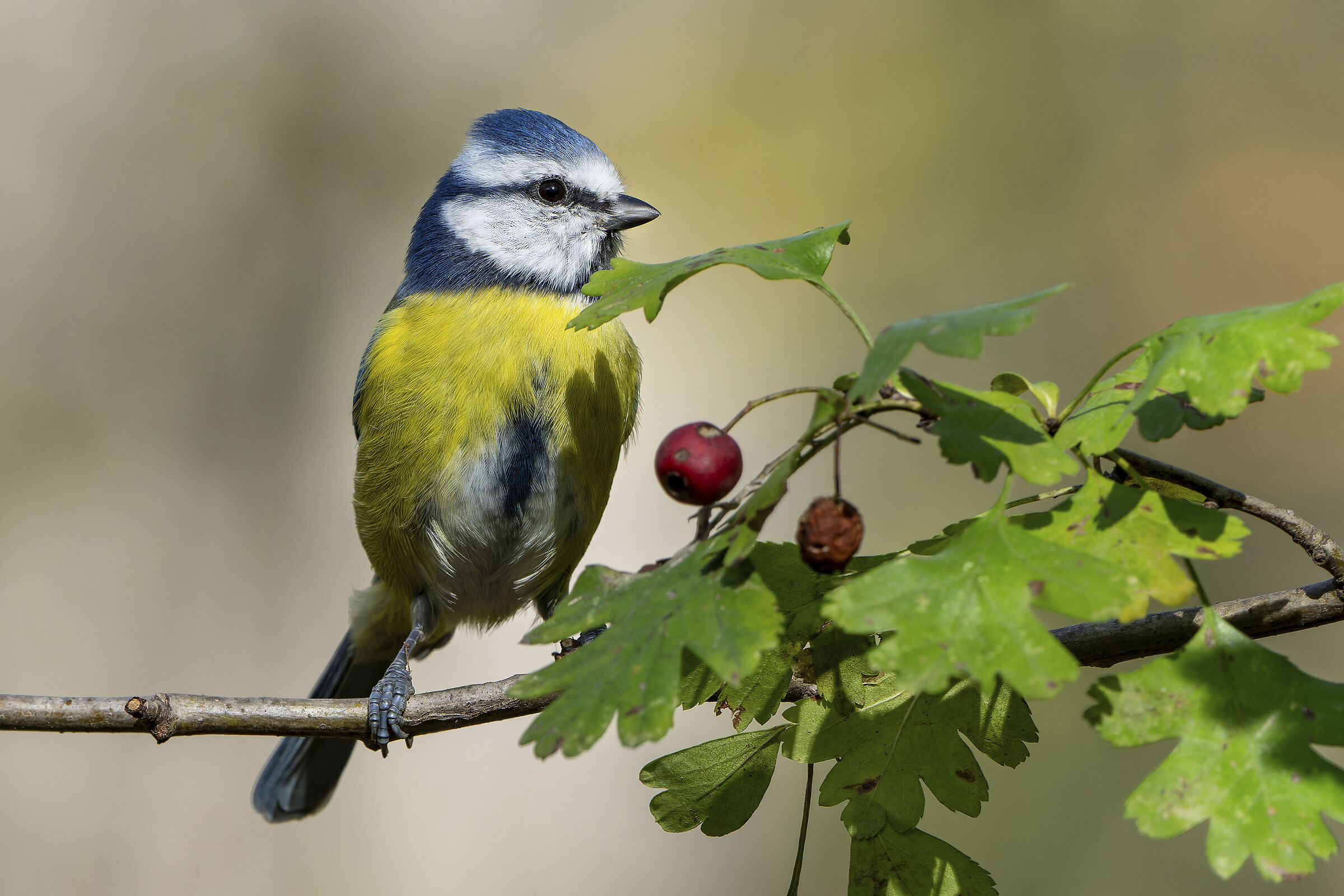 La cinciarella e il biancospino