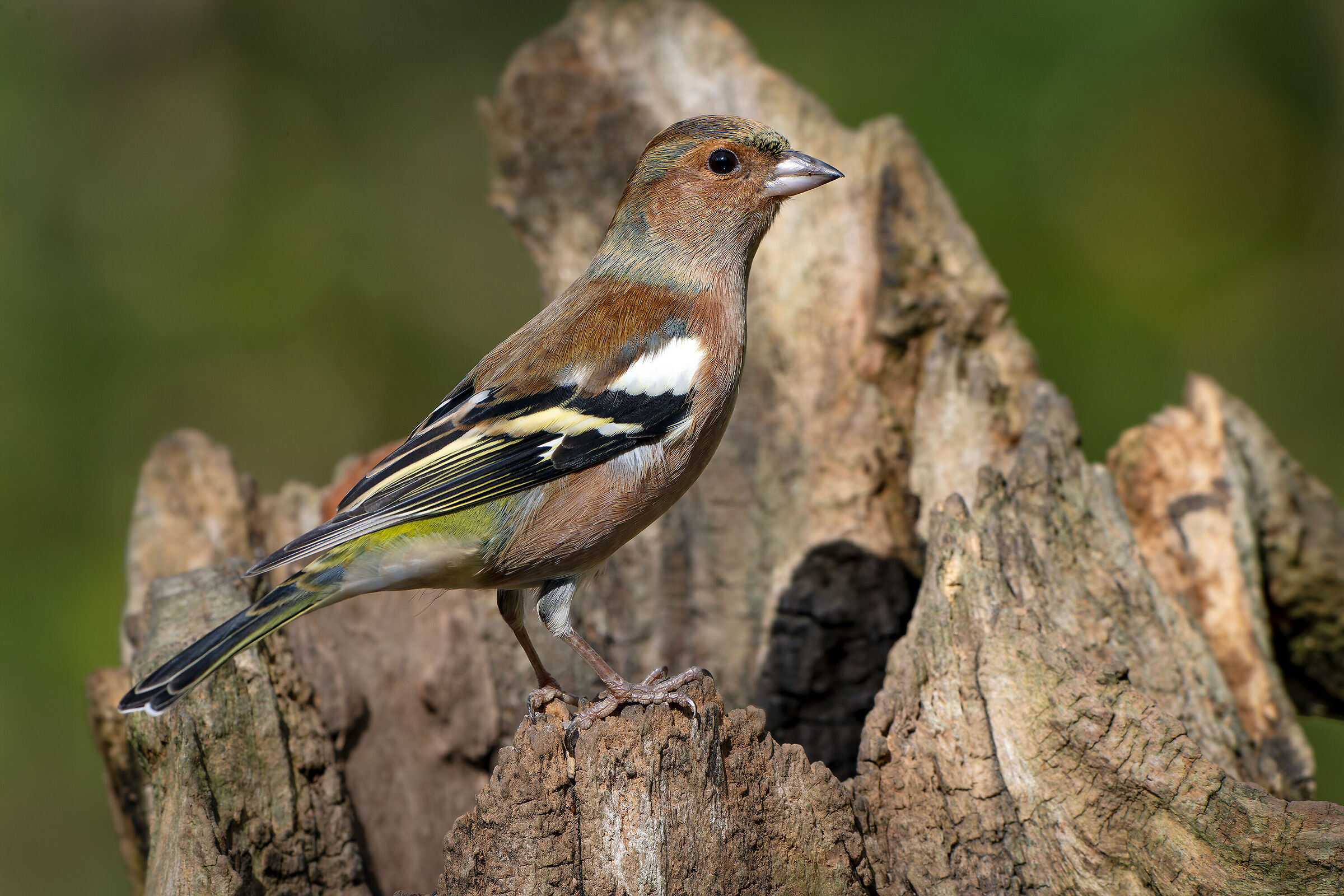 Chaffinch