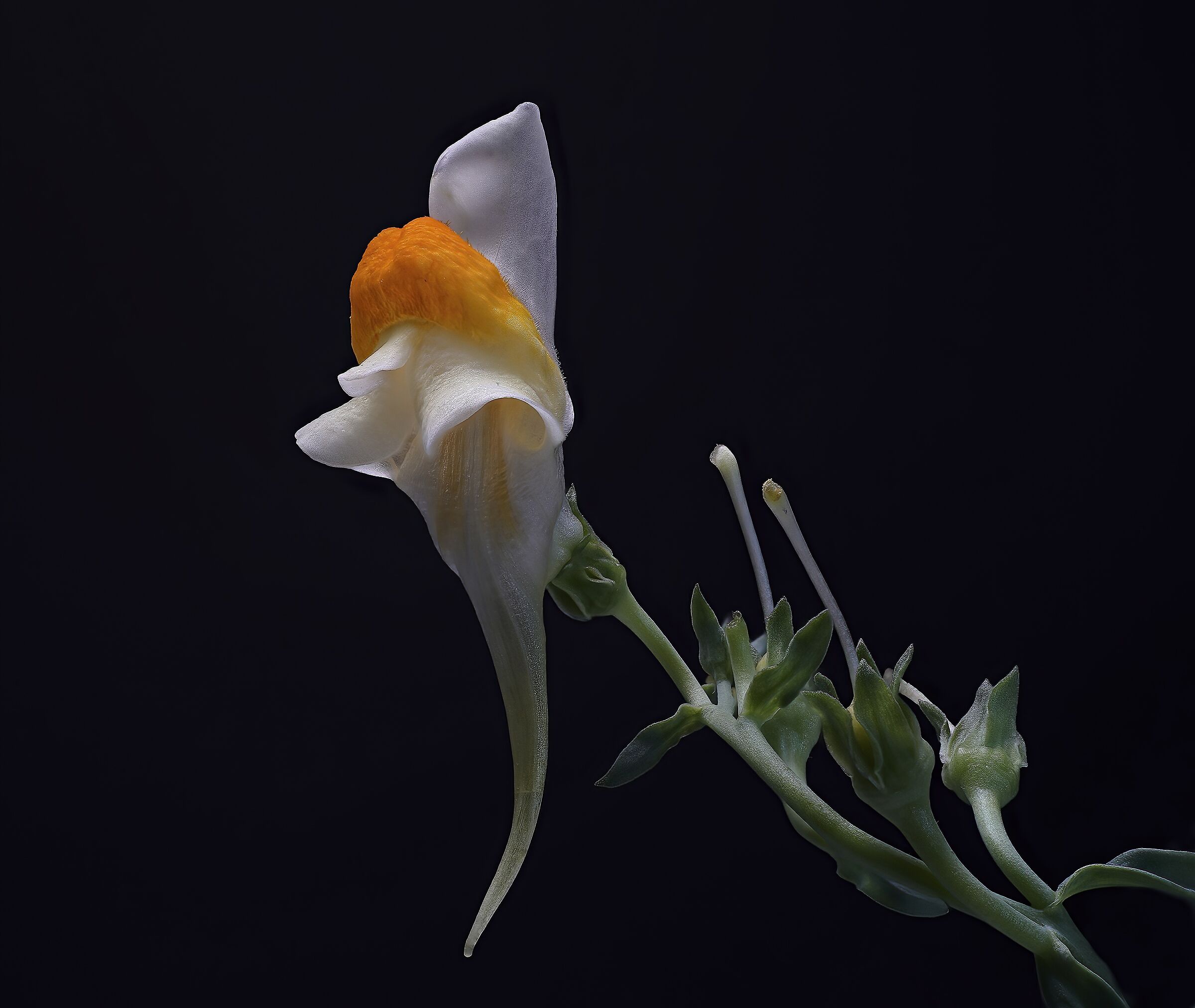 Wild snapdragon