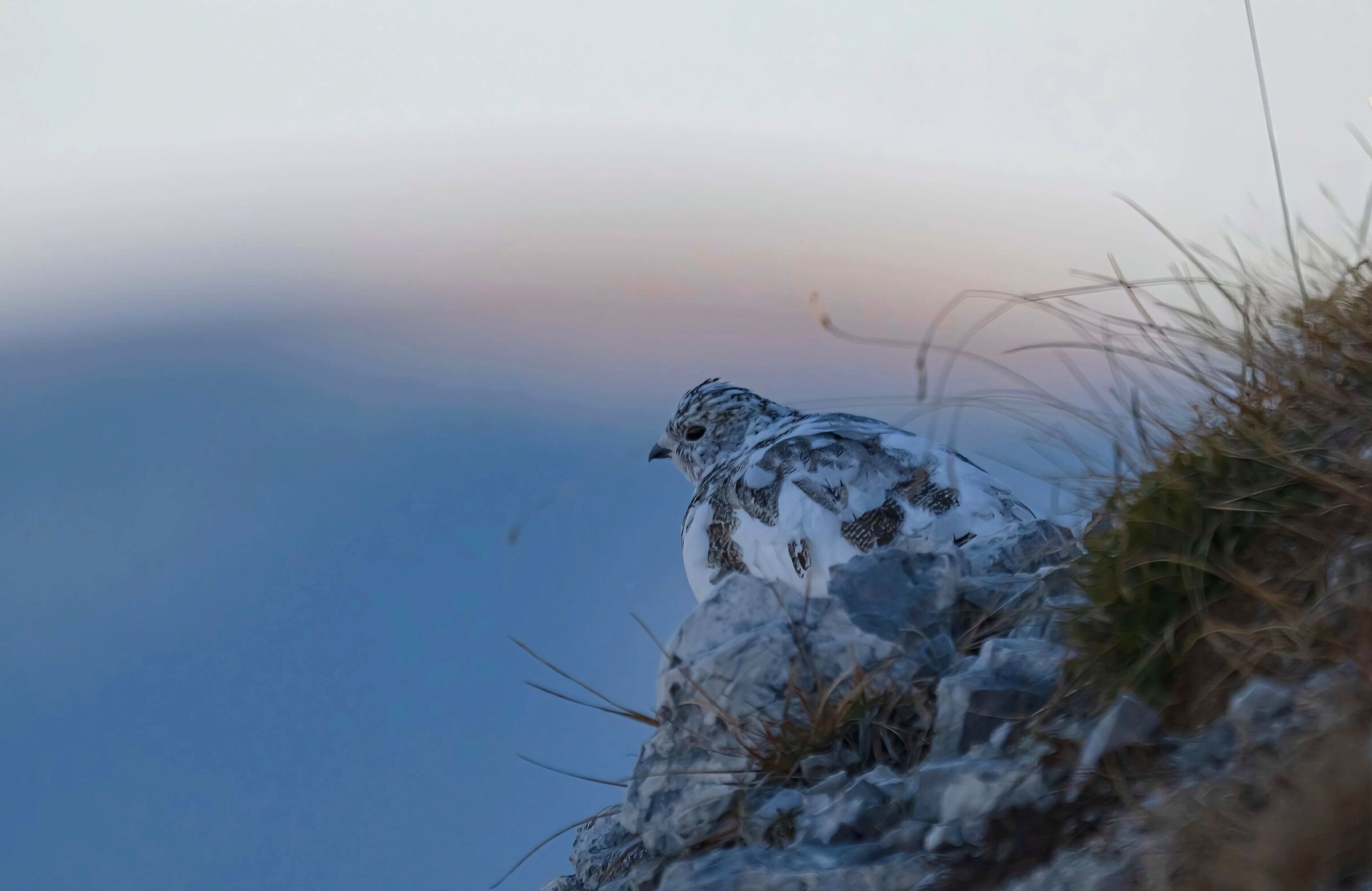 White Partridge Asiago Plateau