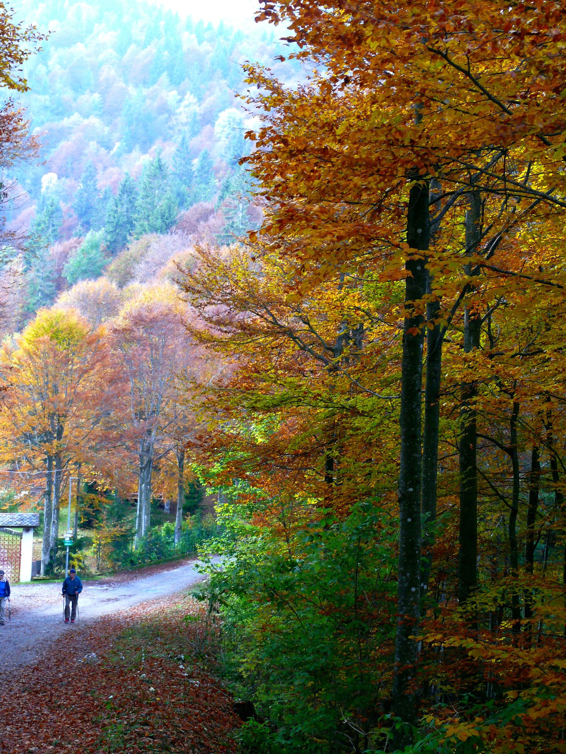 Walking in the autumn forest